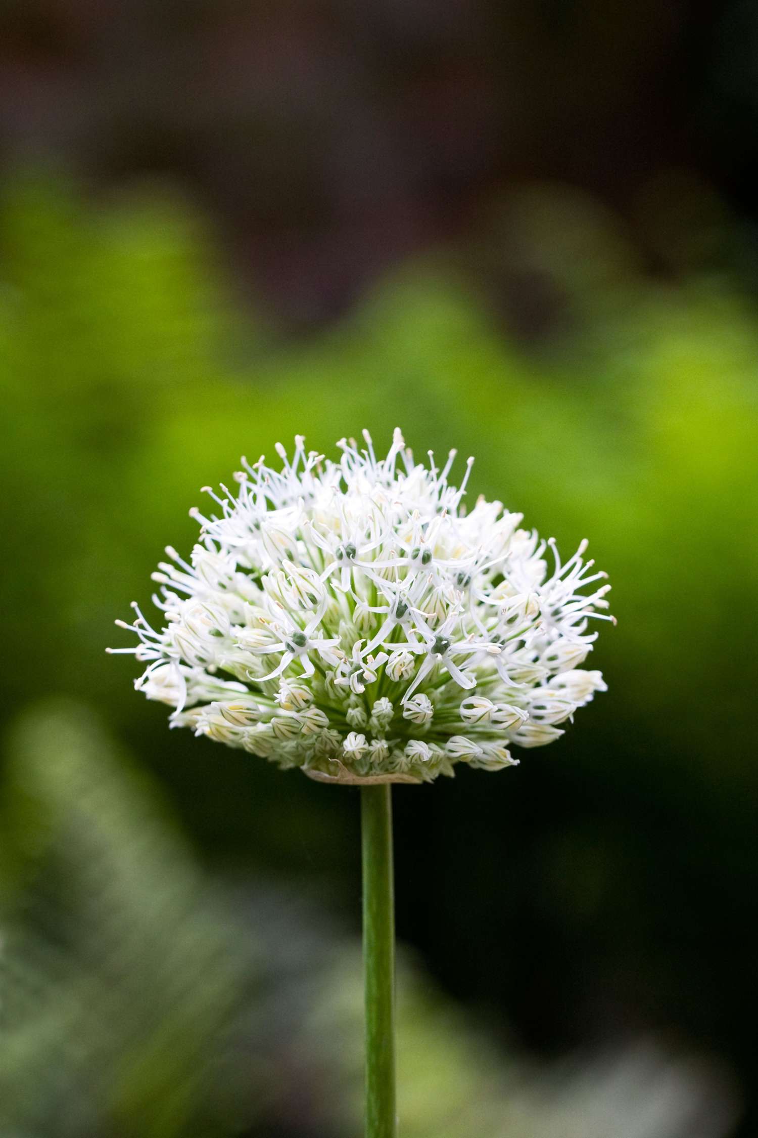 Mélange d'Allium 'Day & Night'