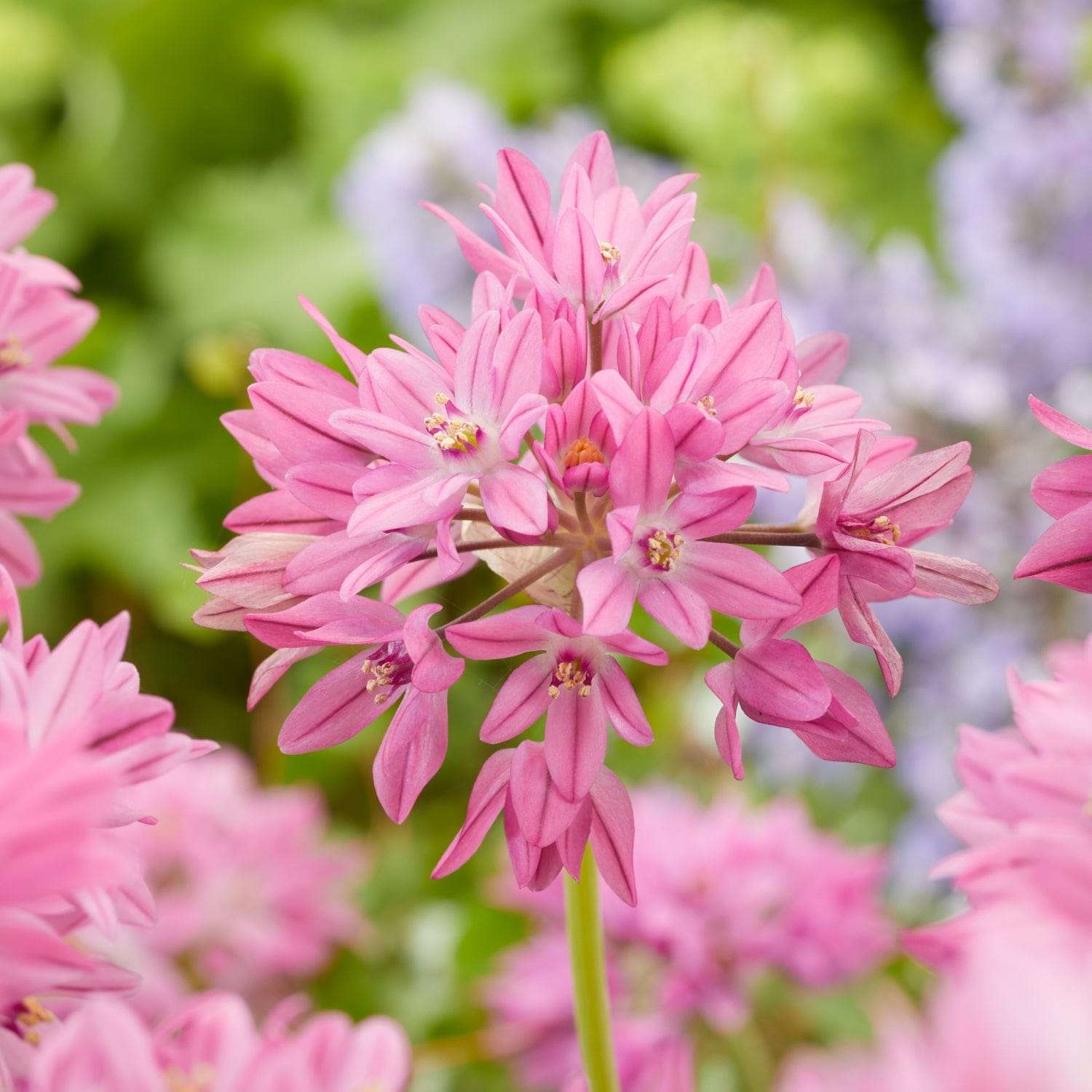 Allium 'Oreophilum'