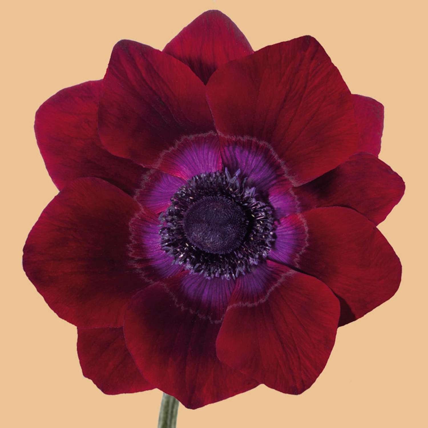 Anémone 'Mistral® Bordeaux'