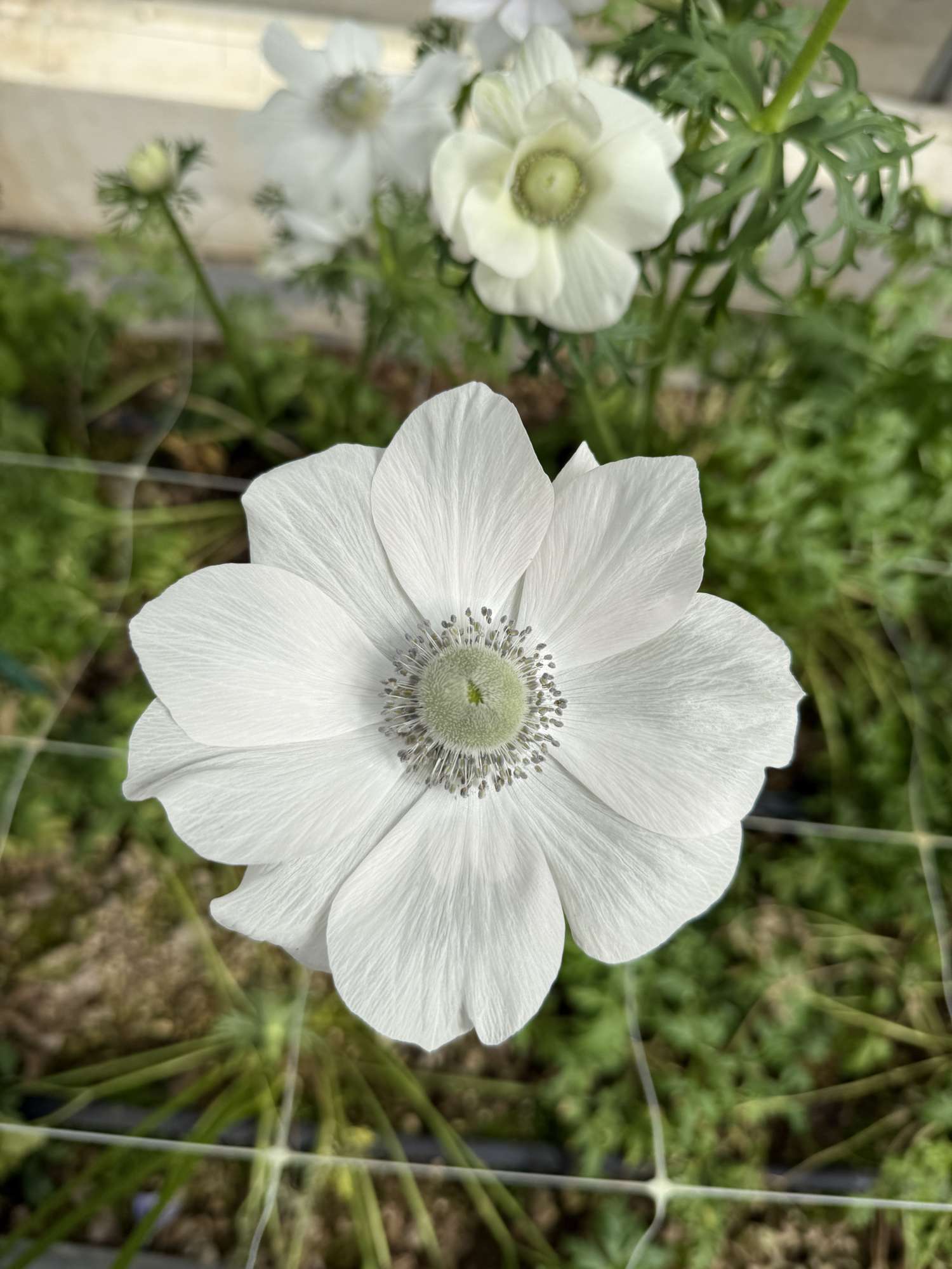 Anémone 'Mistral® Pale'