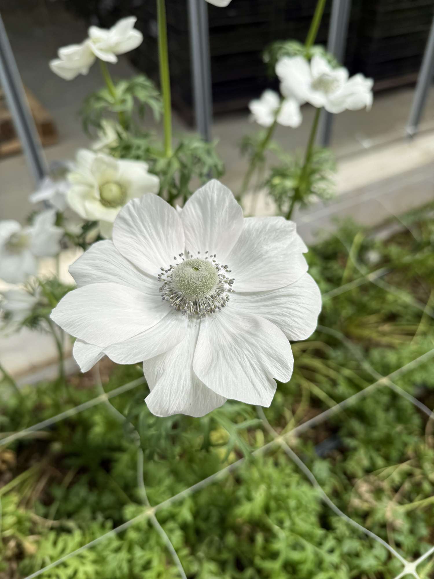 Anémone 'Mistral® Pale'