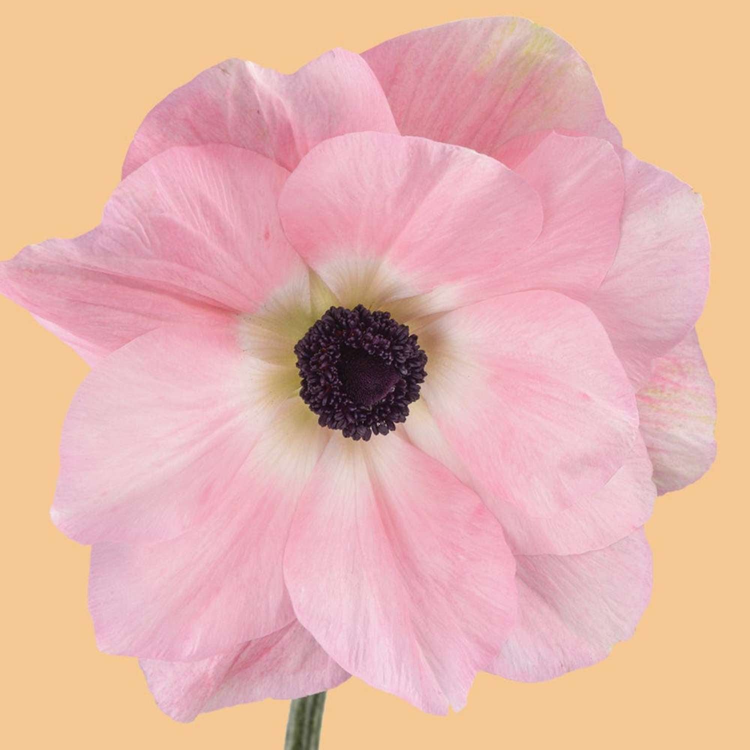 Anémone 'Mistral® Rosa Chiaro'