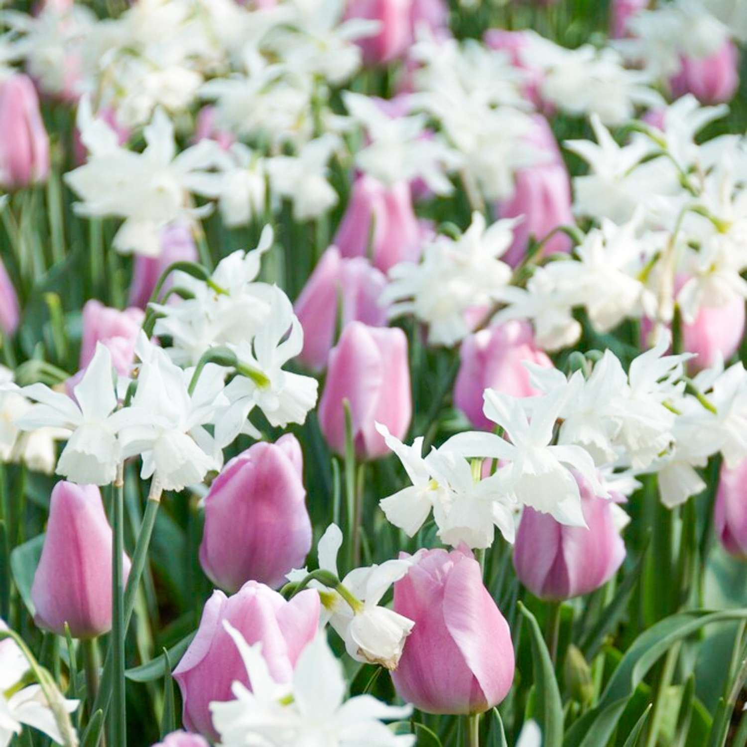 Mélange de bulbes 'Claudia'