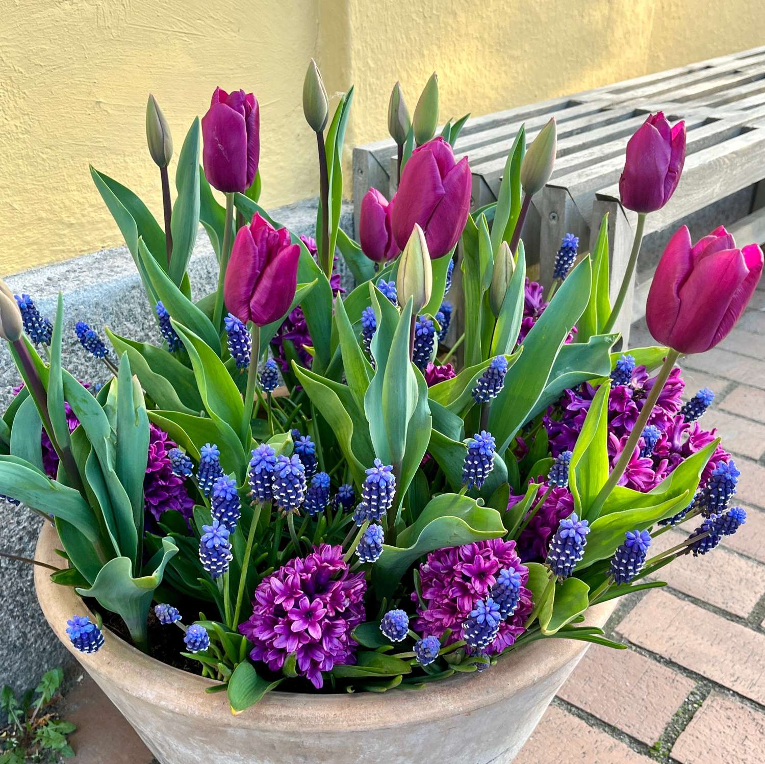 Mélange de bulbes 'Deep Purple'