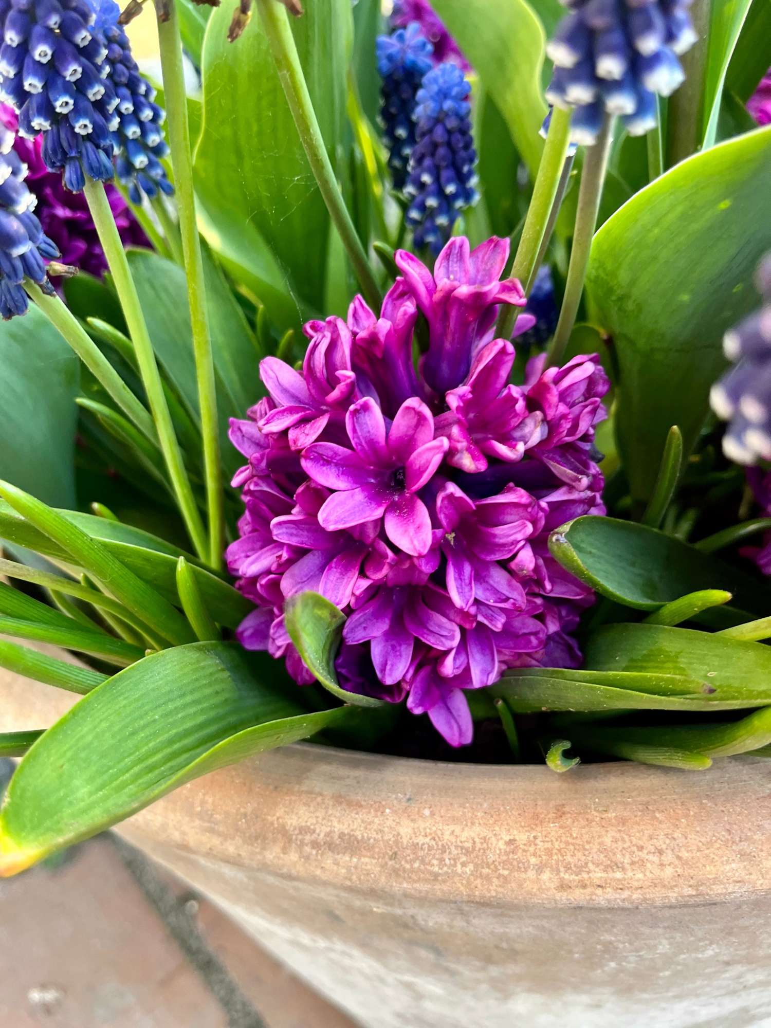 Mélange de bulbes 'Deep Purple'