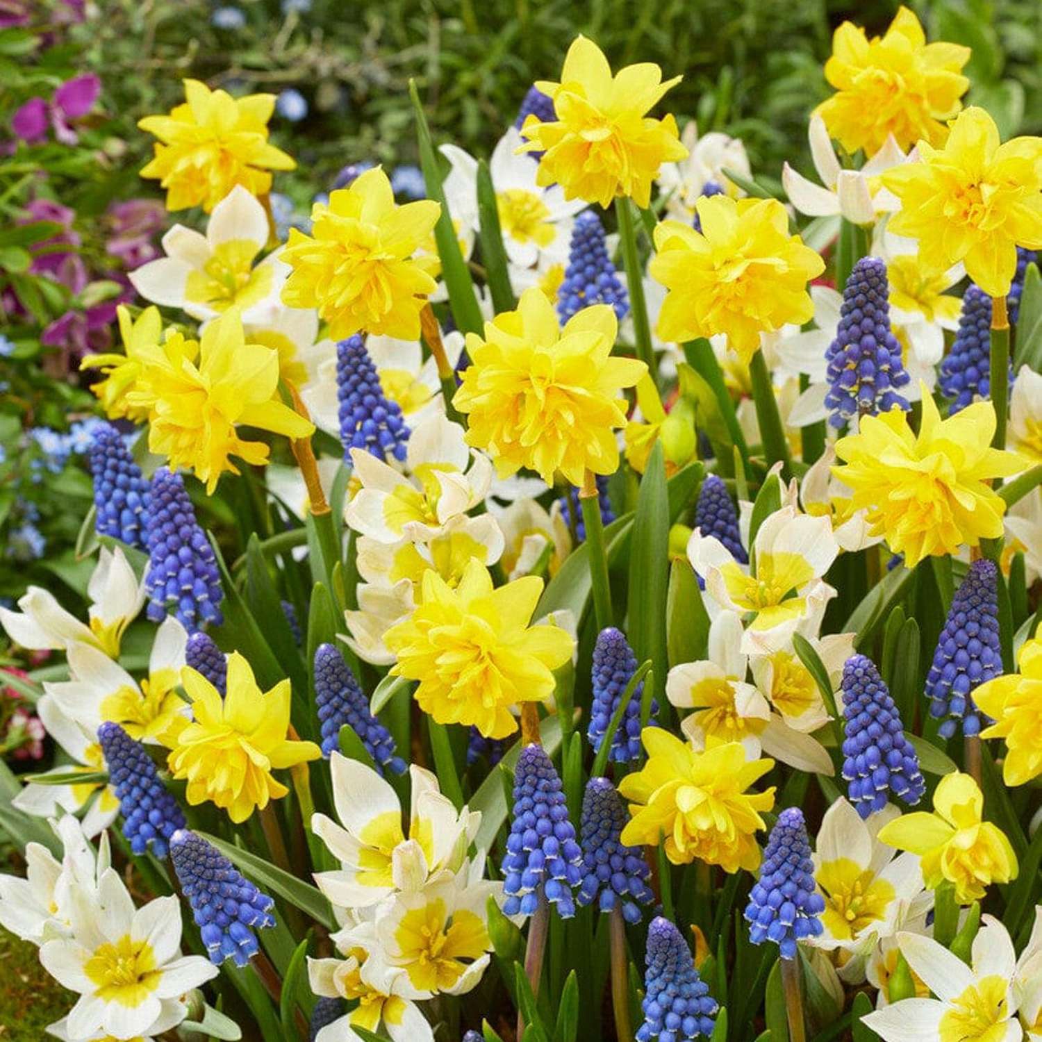 Mélange de bulbes 'Helle'
