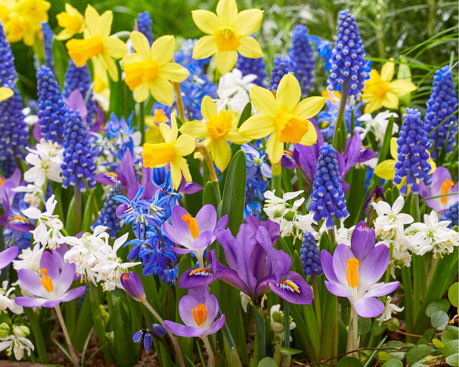 Mélange de bulbes 'Spring Splash'