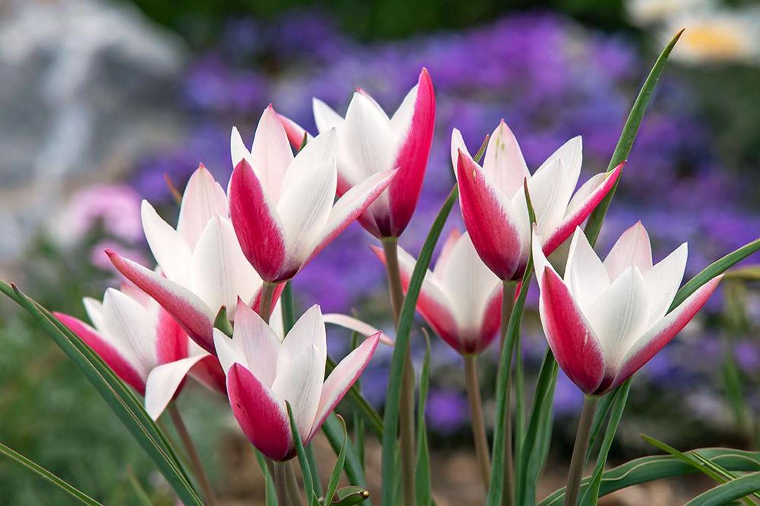 Tulipe botanique 'Peppermintstick'