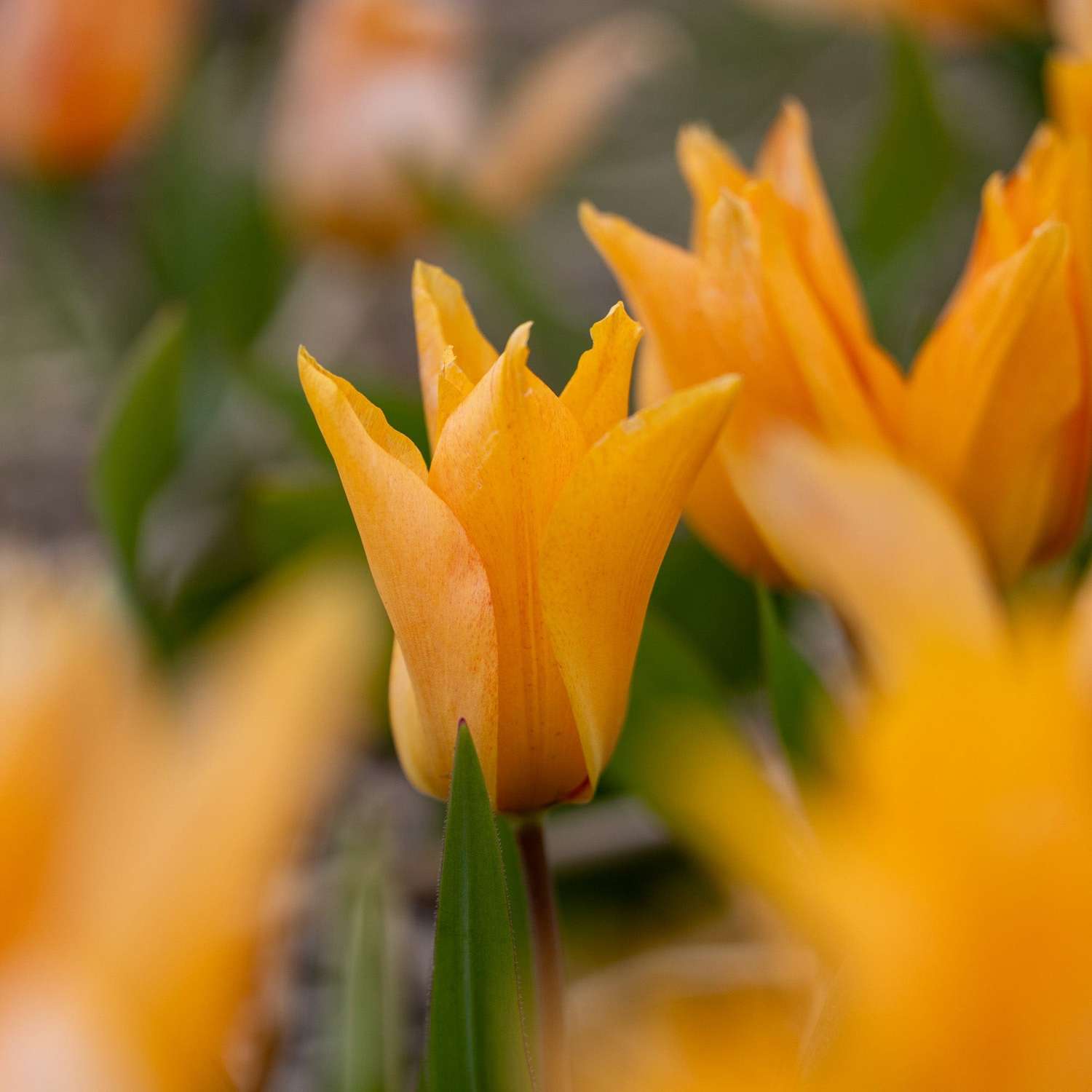 Tulipe botanique 'Praestans Shogun'