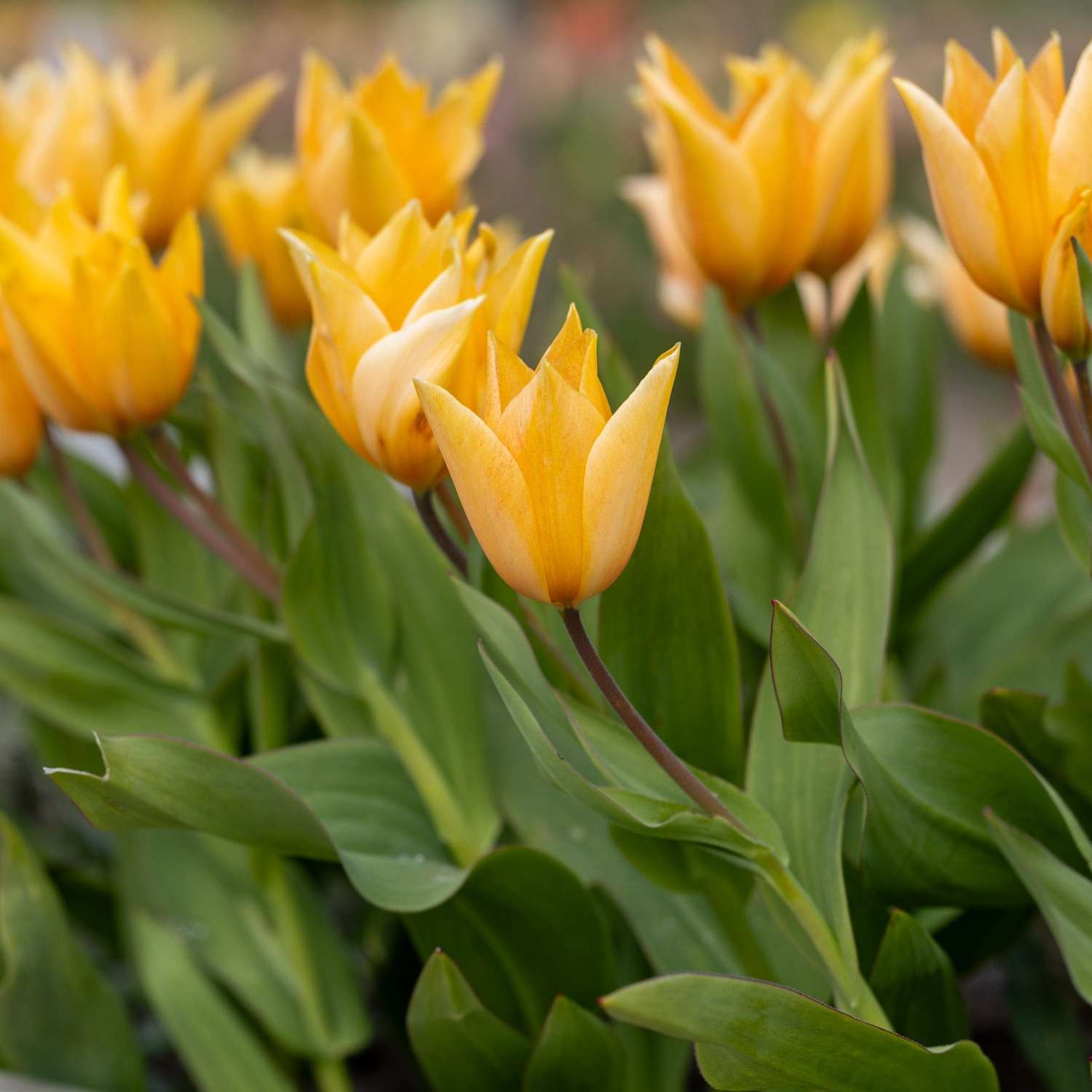 Tulipe botanique 'Praestans Shogun'