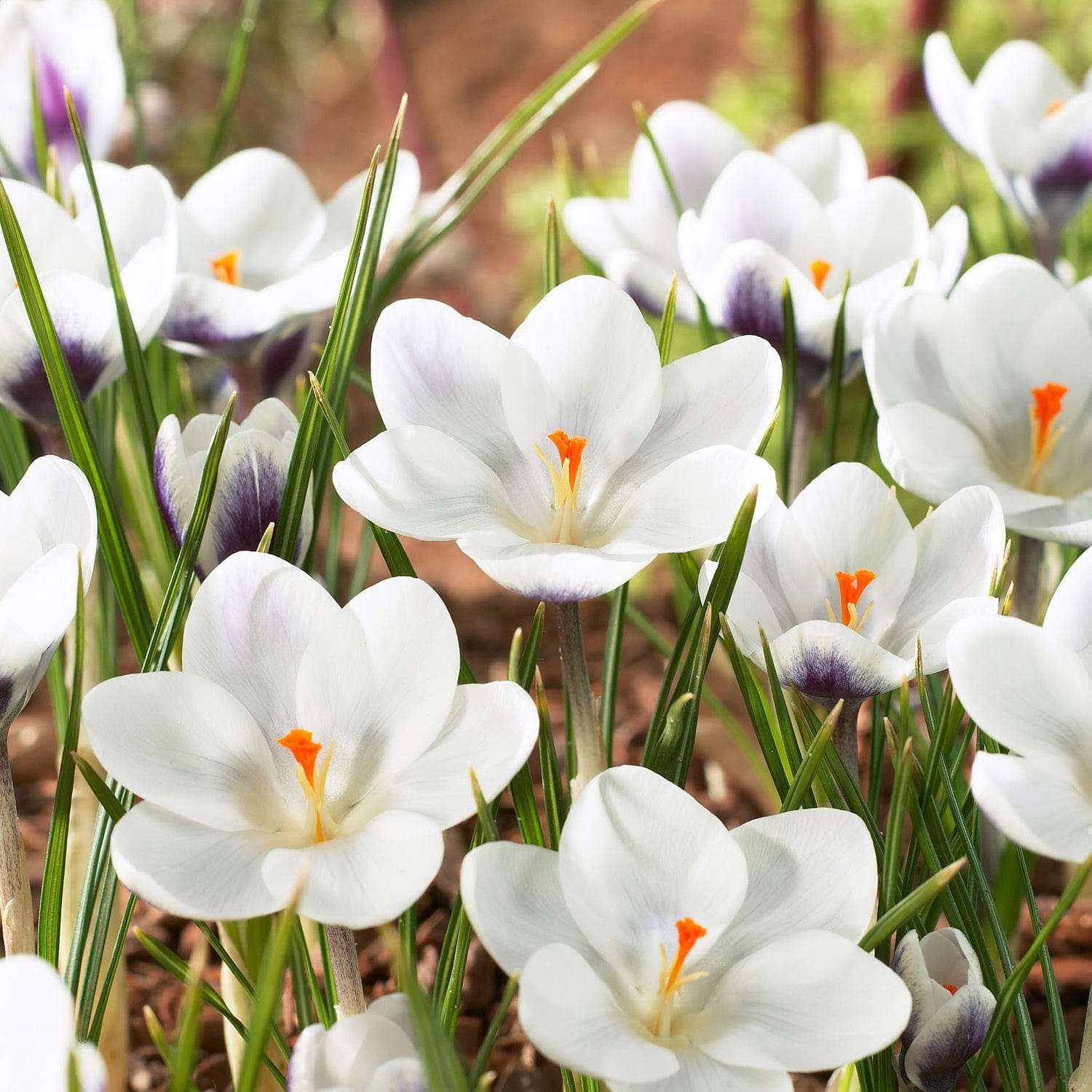 Crocus botanique 'Prince Claus'