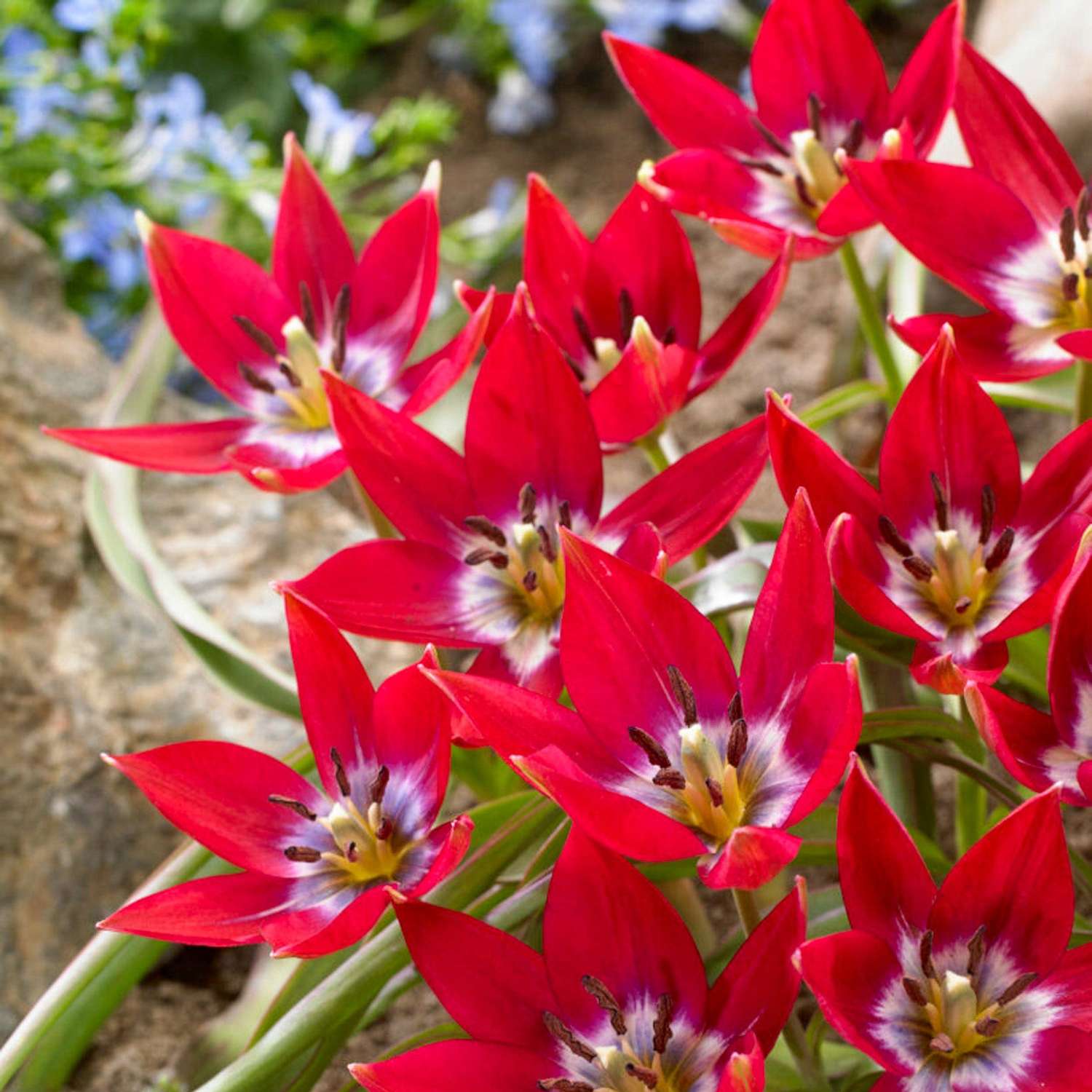 Tulipe botanique 'Tiny Timo'