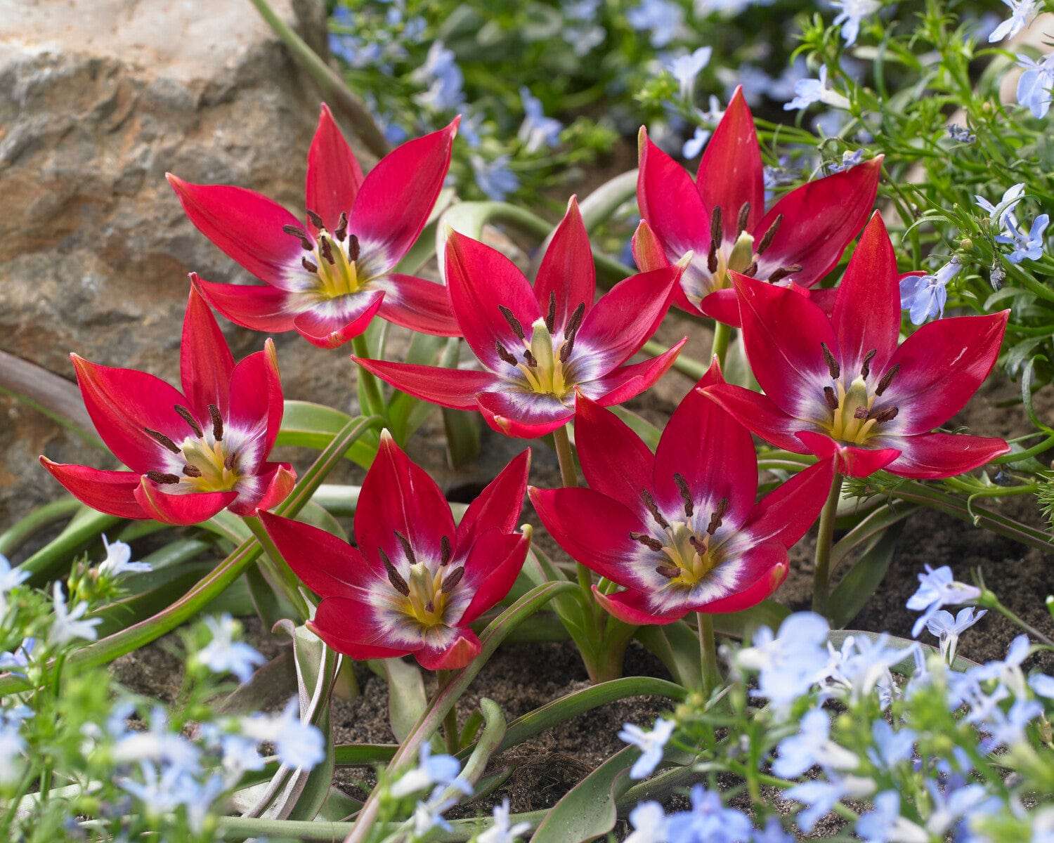 Tulipe botanique 'Tiny Timo'