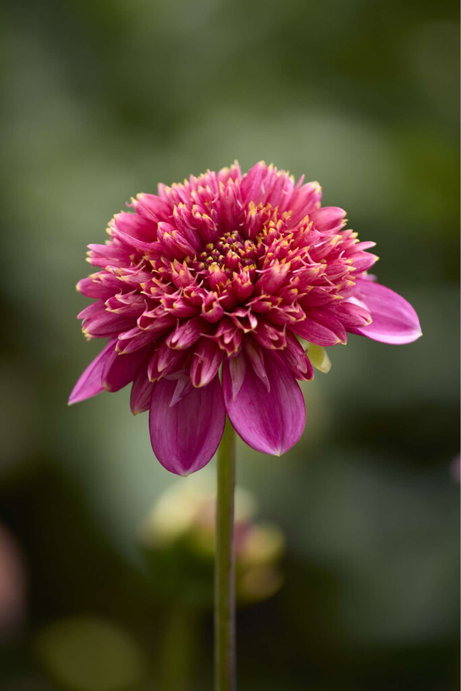 Dahlia 'Alyshia'