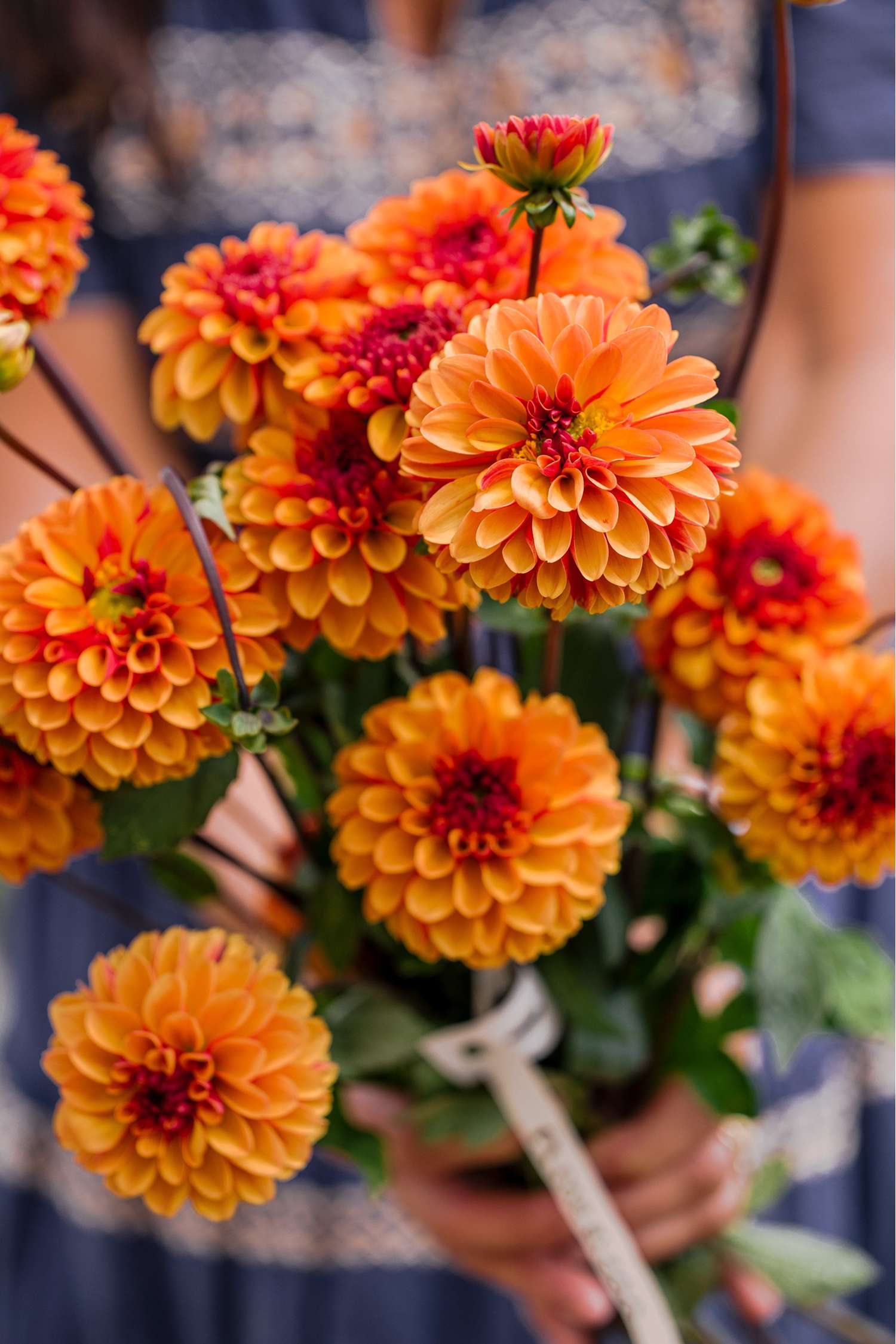Dahlia 'American Sunset'