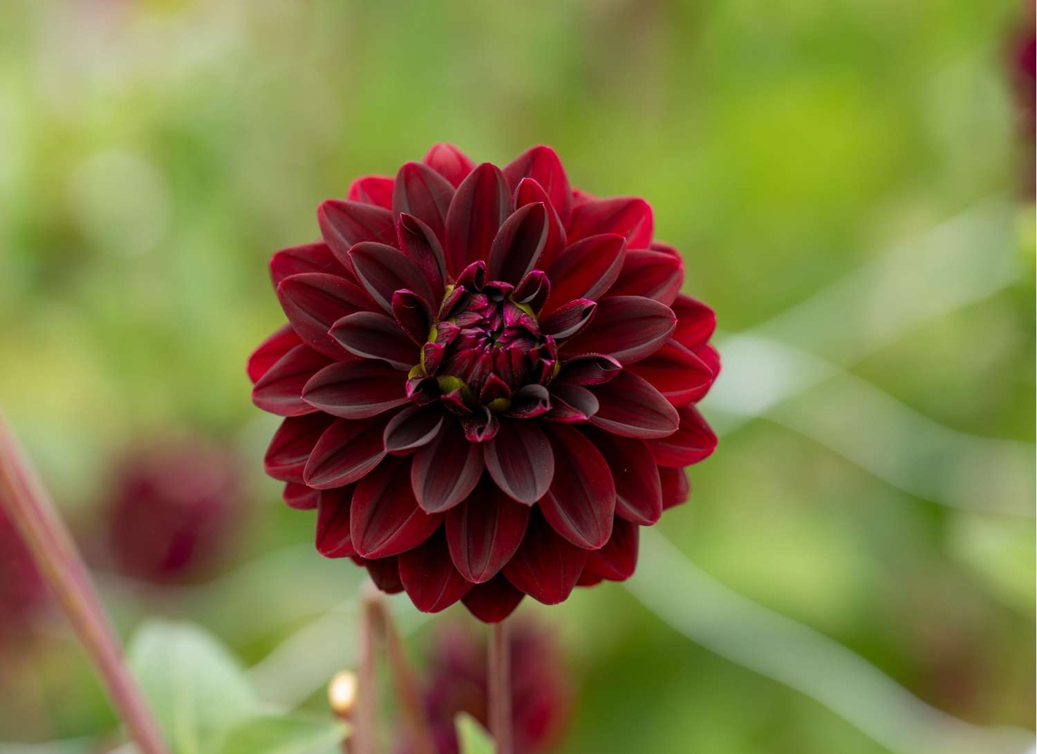 Dahlia 'Arabian Night'