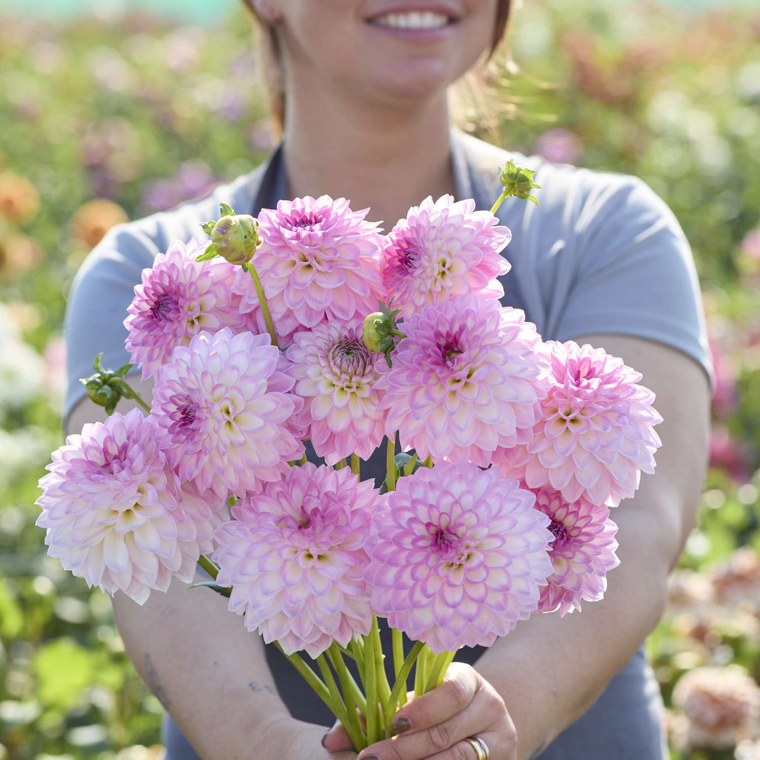 Dahlia 'Arbatax'
