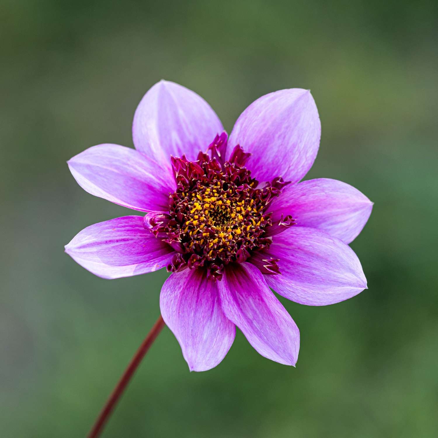 Dahlia 'Blue Bayou'