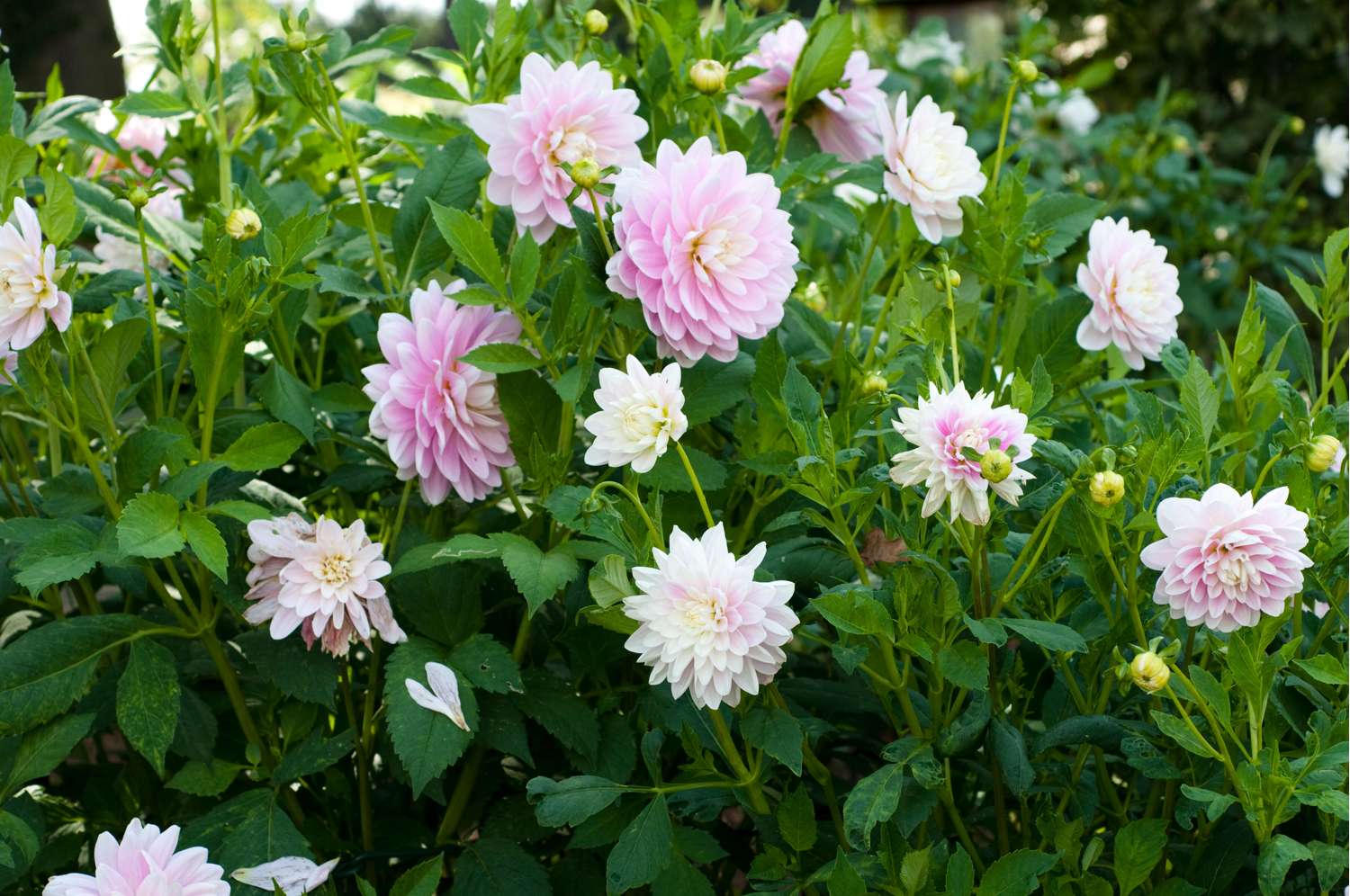 Dahlia 'Bracken Ballerina'