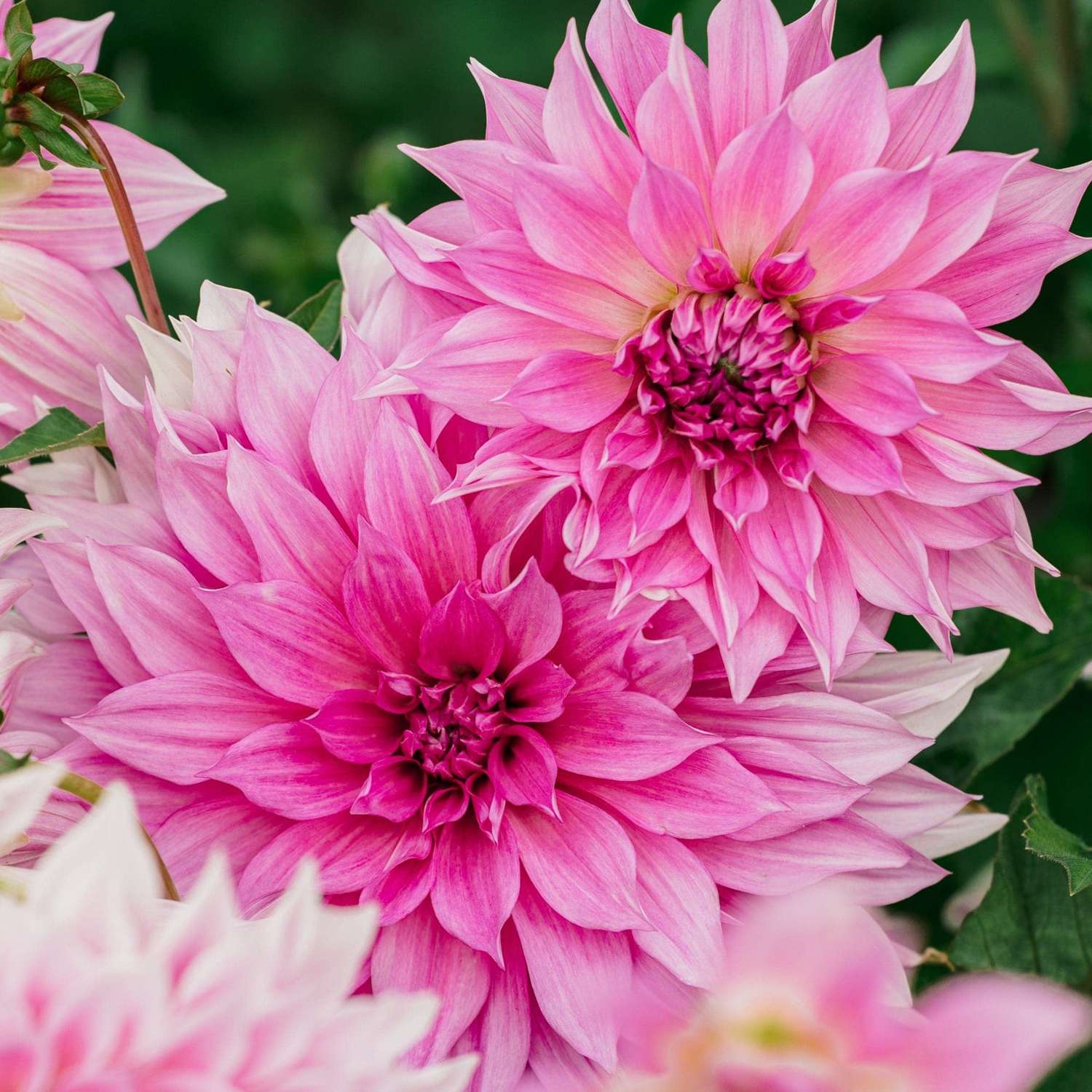 Dahlia 'Café au Lait Rosé''