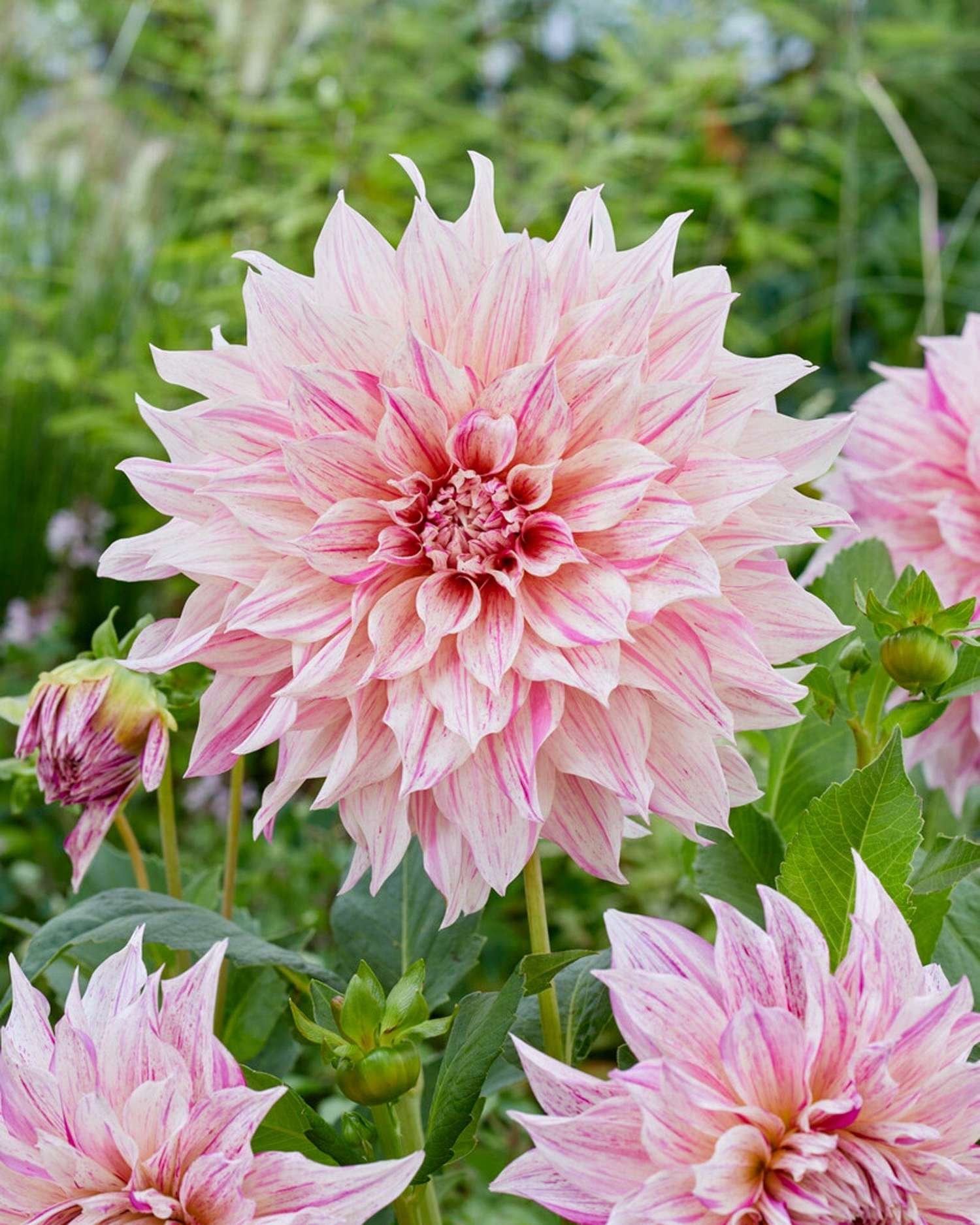 Dahlia 'Cafe au Lait Twist'