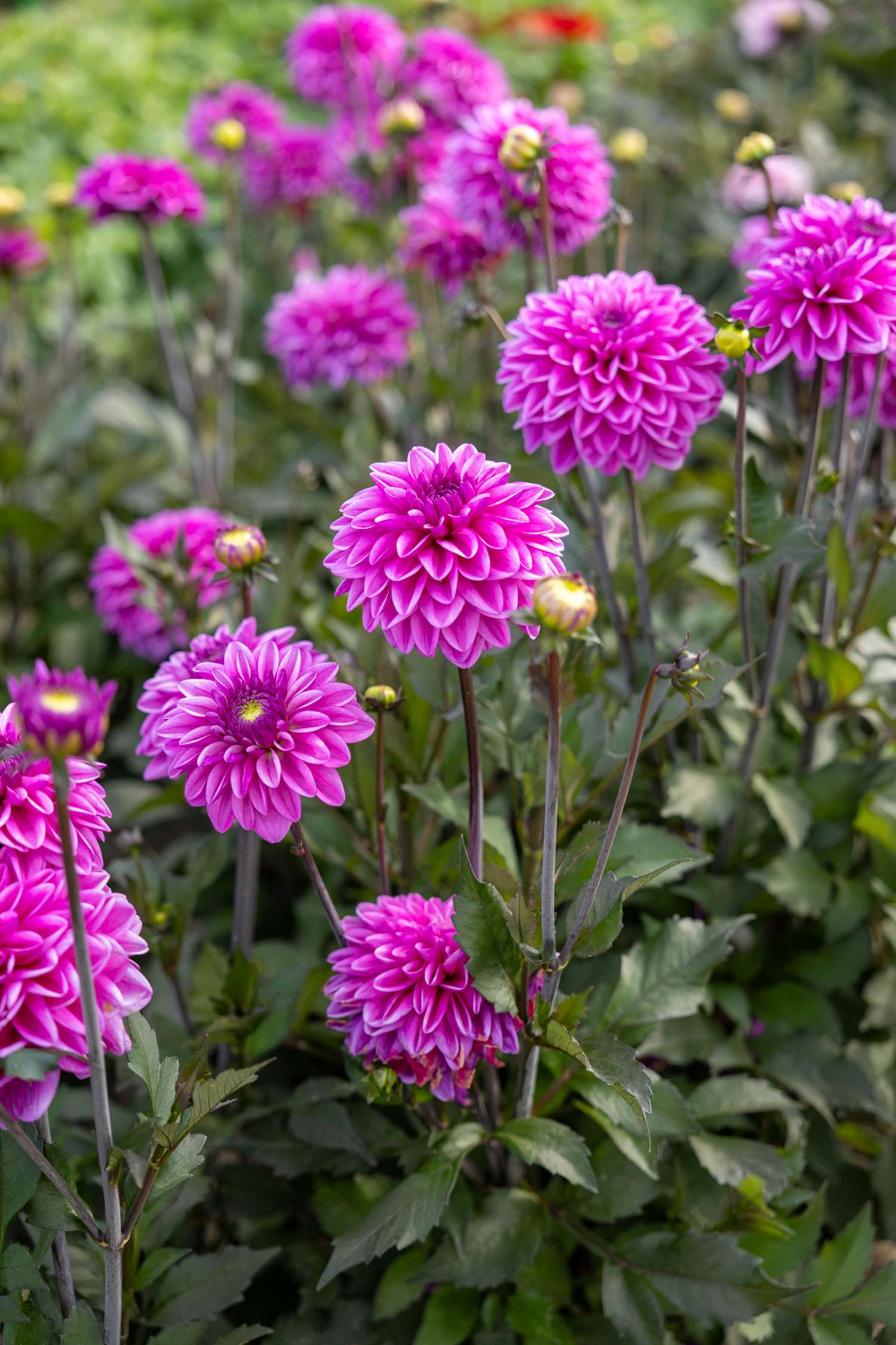 Dahlia 'Candlelight Mystic Blaze'