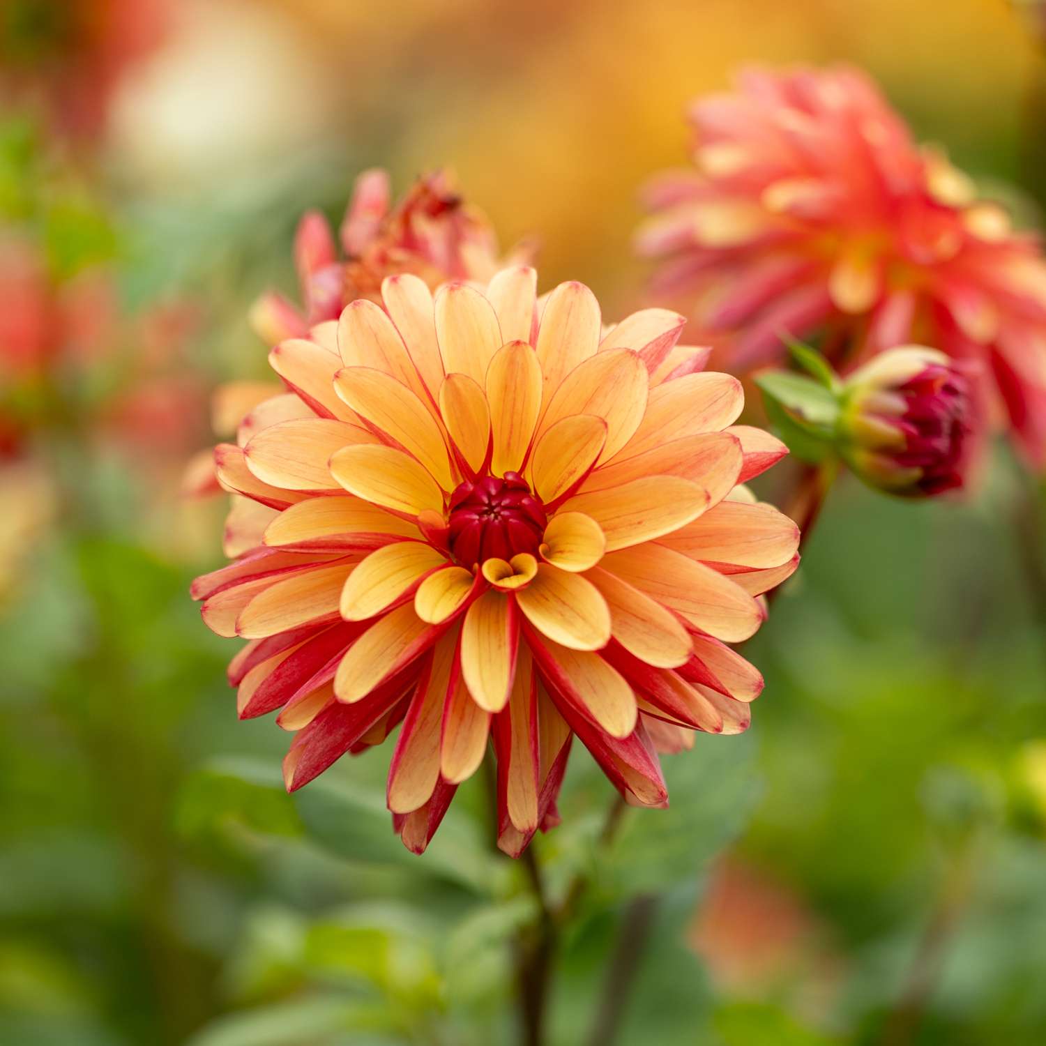 Dahlia 'Crazy Legs'