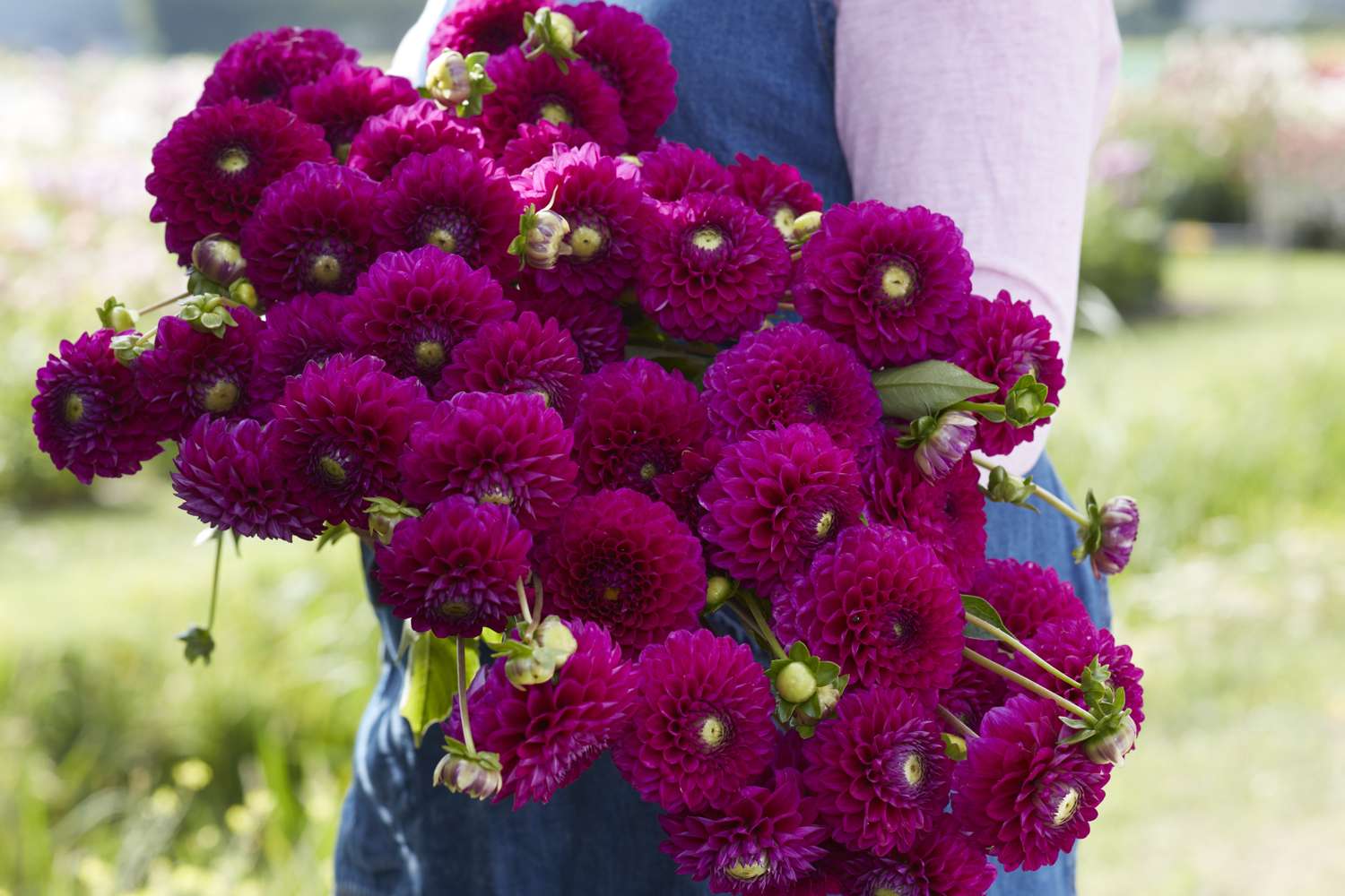 Dahlia 'Cryfield Harmony'