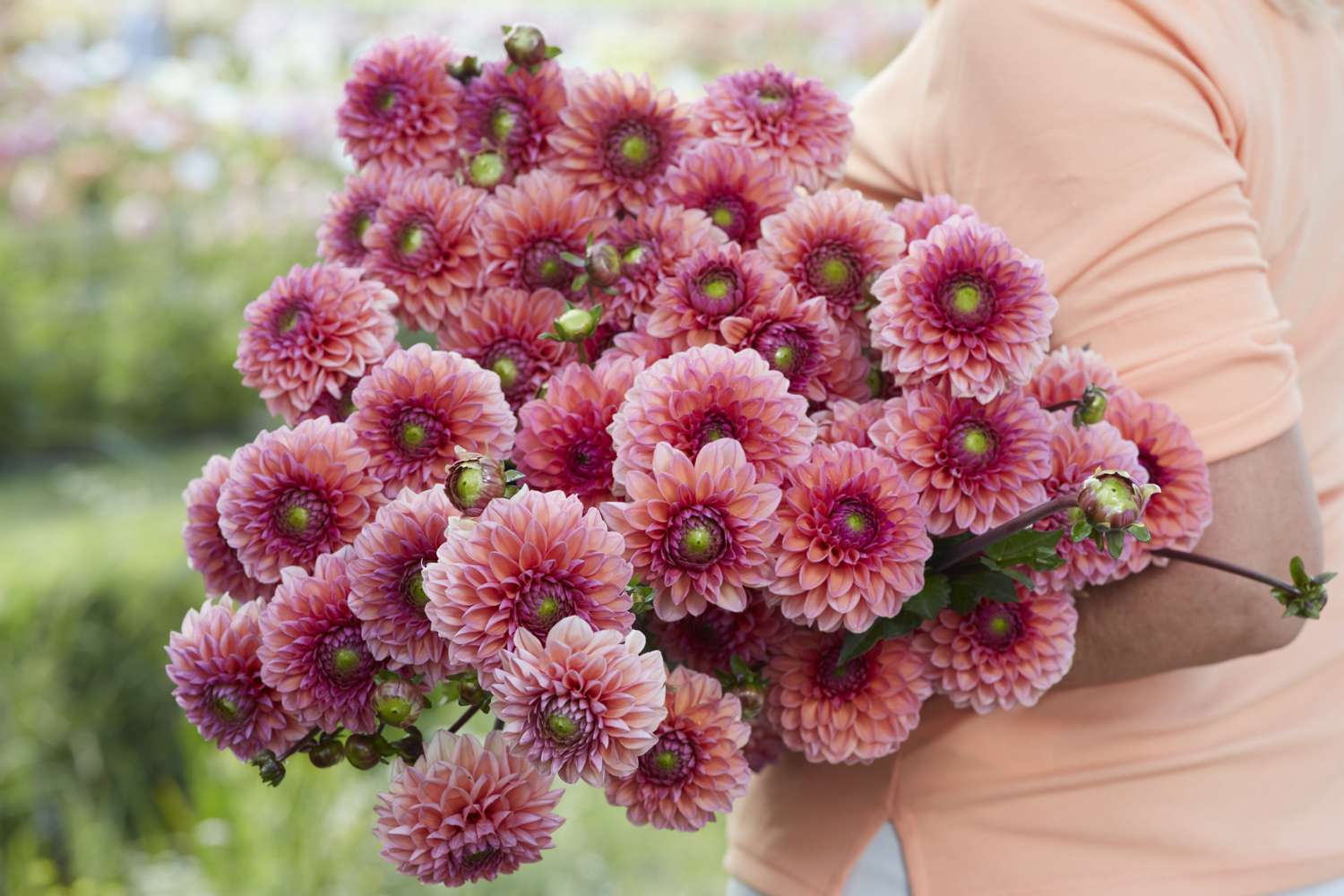 Dahlia 'Daisy Duke'