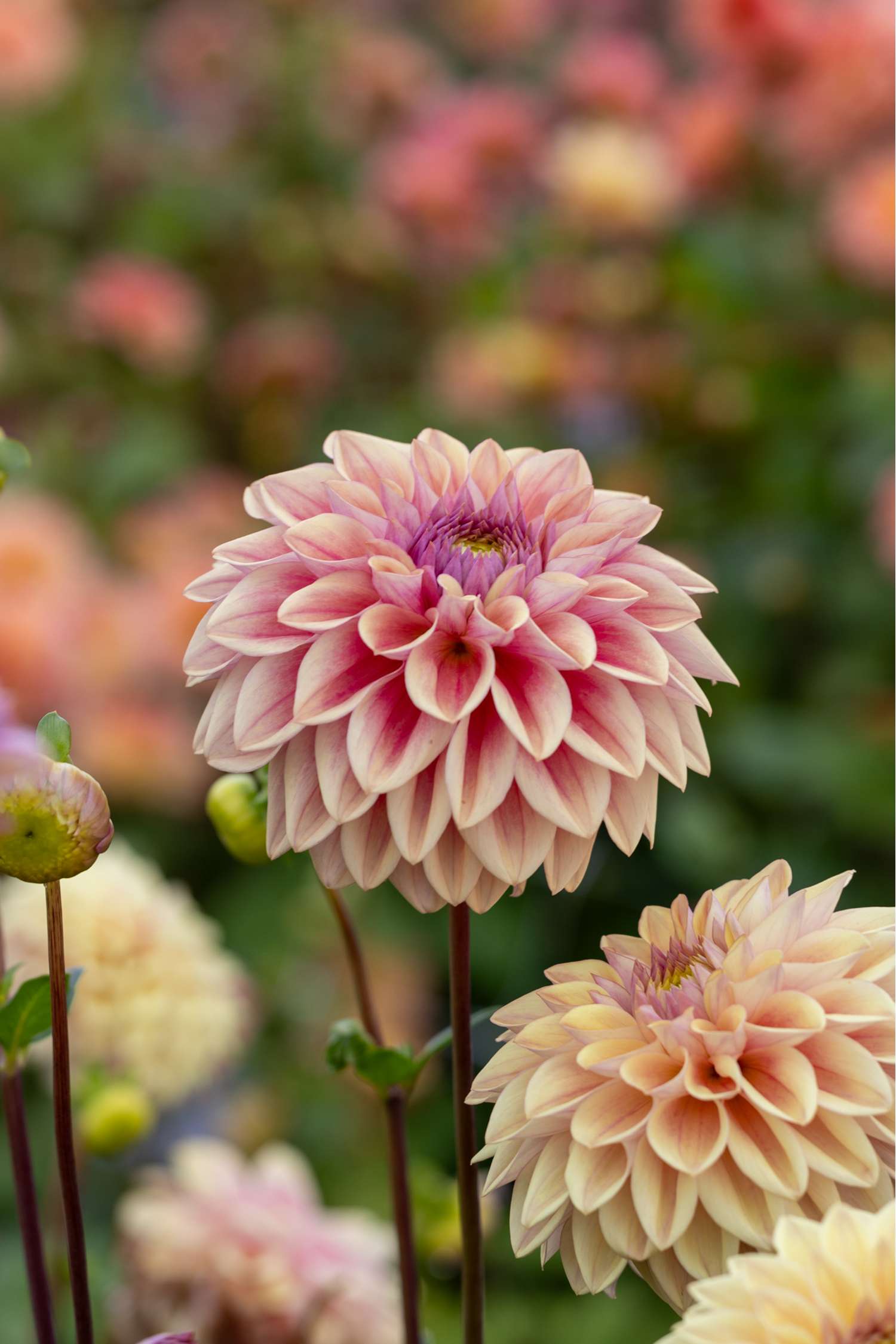 Dahlia 'Dusty Beauty'