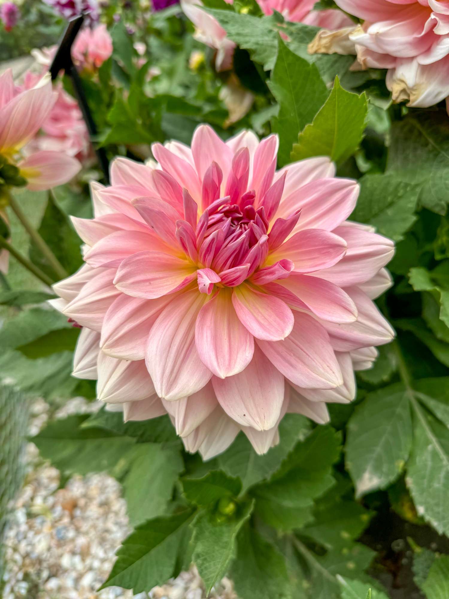Dahlia 'Fairway Pilot'