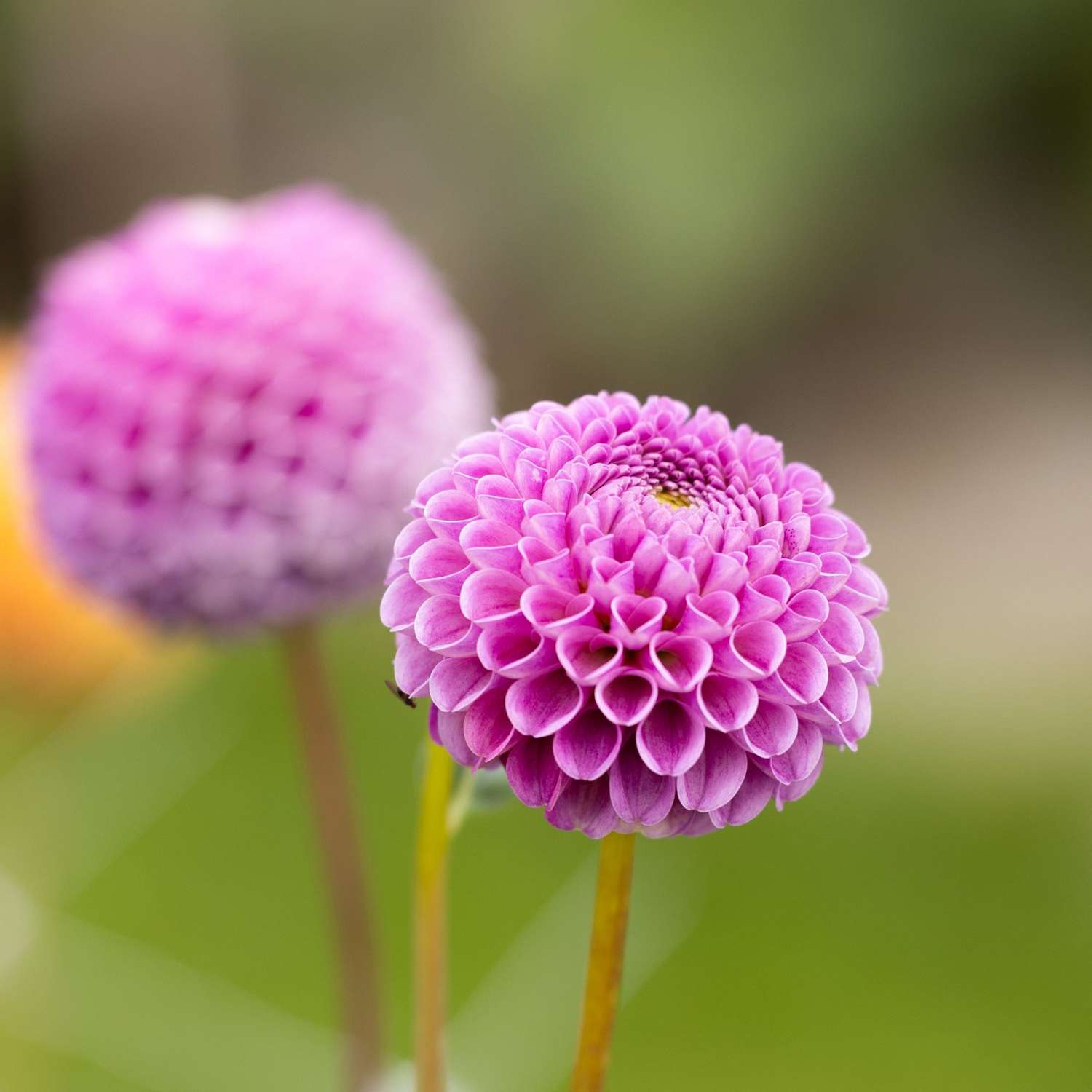 Dahlia 'Franz Kafka'
