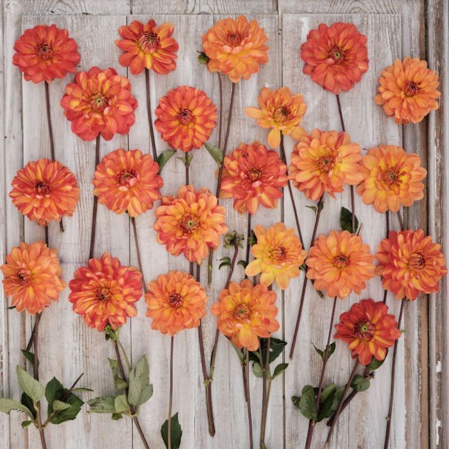 Dahlia 'Graceland'