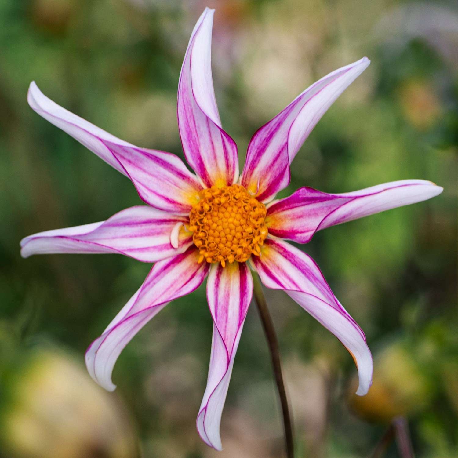 Dahlia 'Honka Fragile'