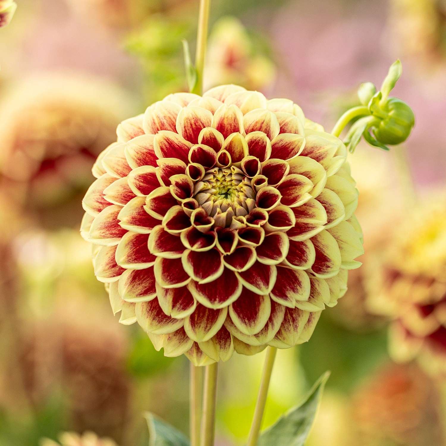Dahlia 'Jowey Hubert'
