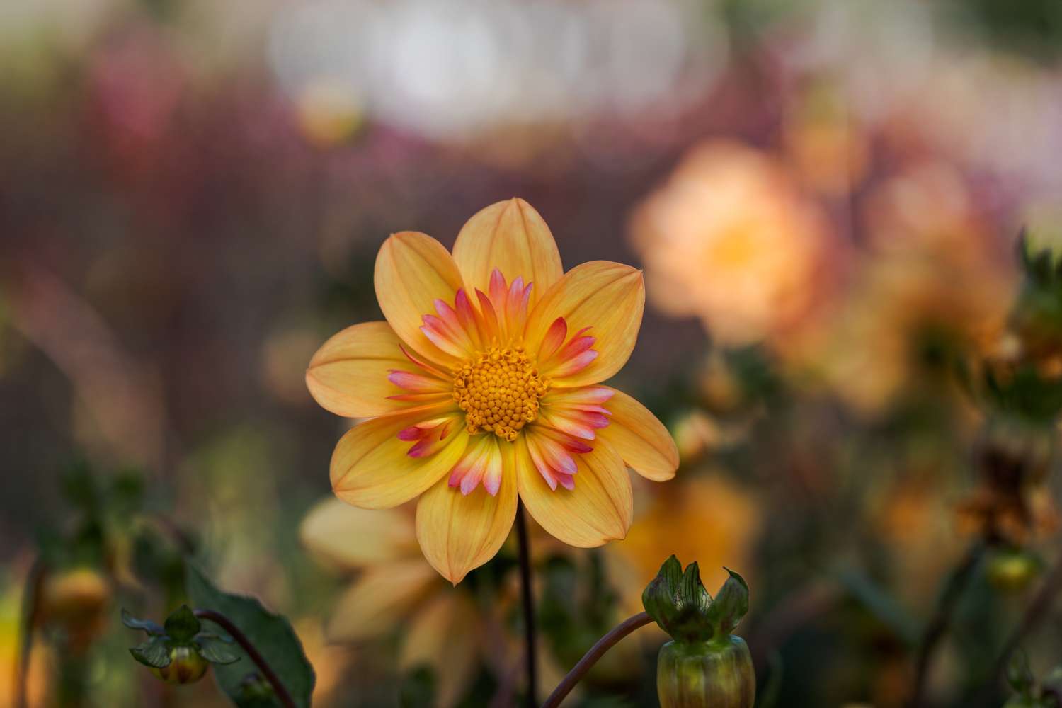 Dahlia 'Kelsey Annie Joy'