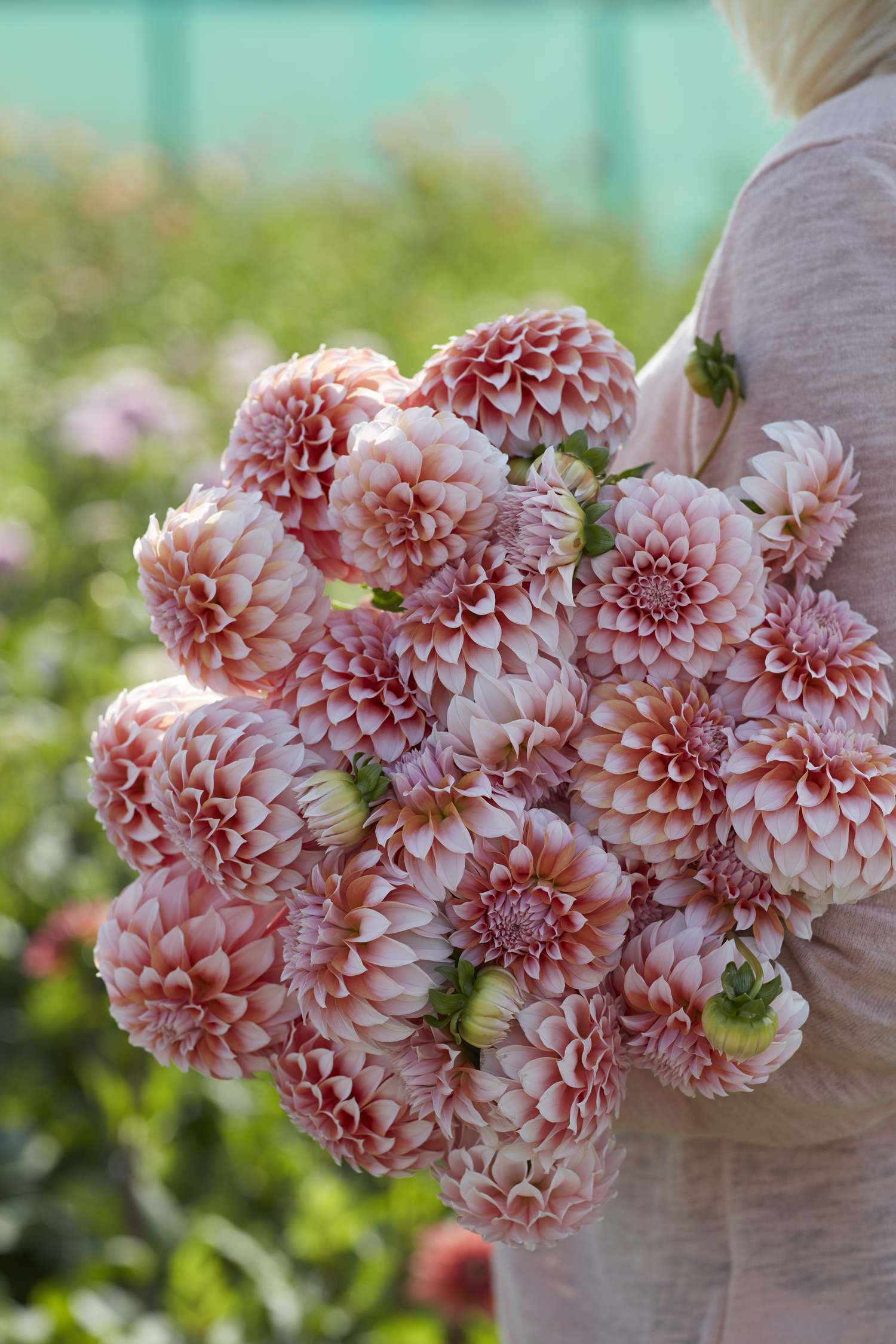 Dahlia 'Peaches'