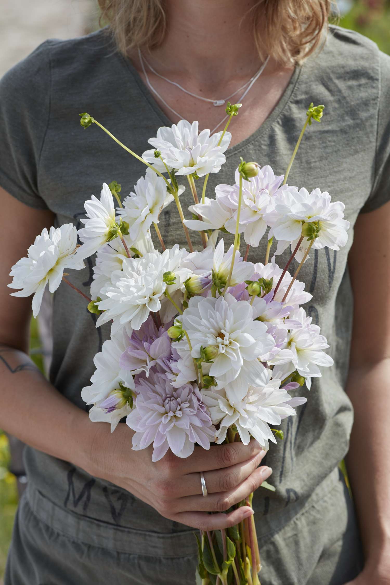 Dahlia 'Porcelain'