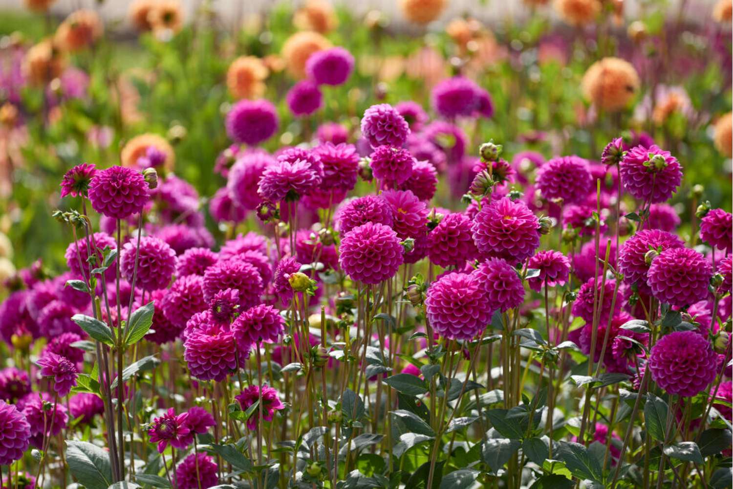 Dahlia 'Purple Fox'