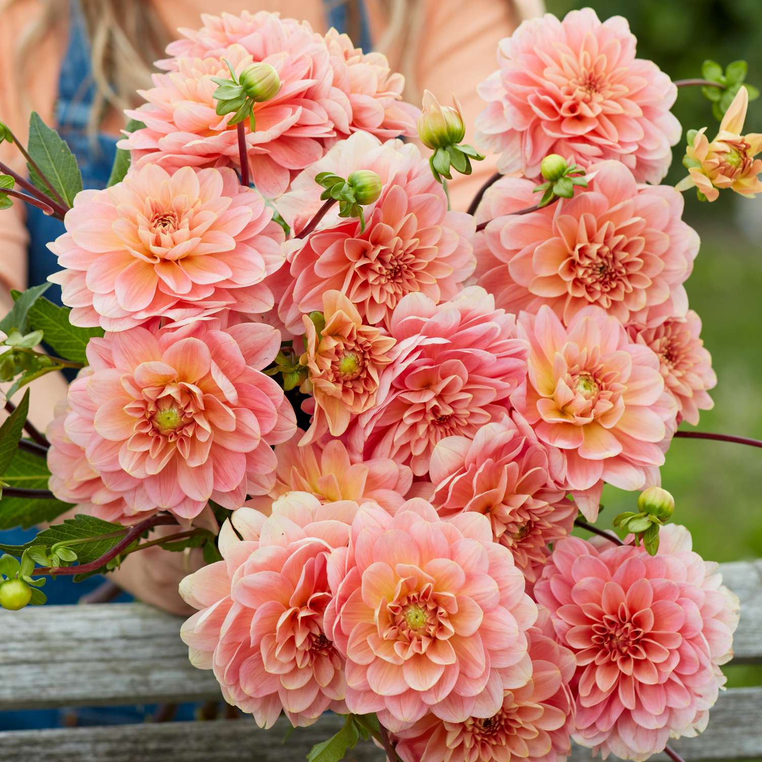 Dahlia 'Rosario'
