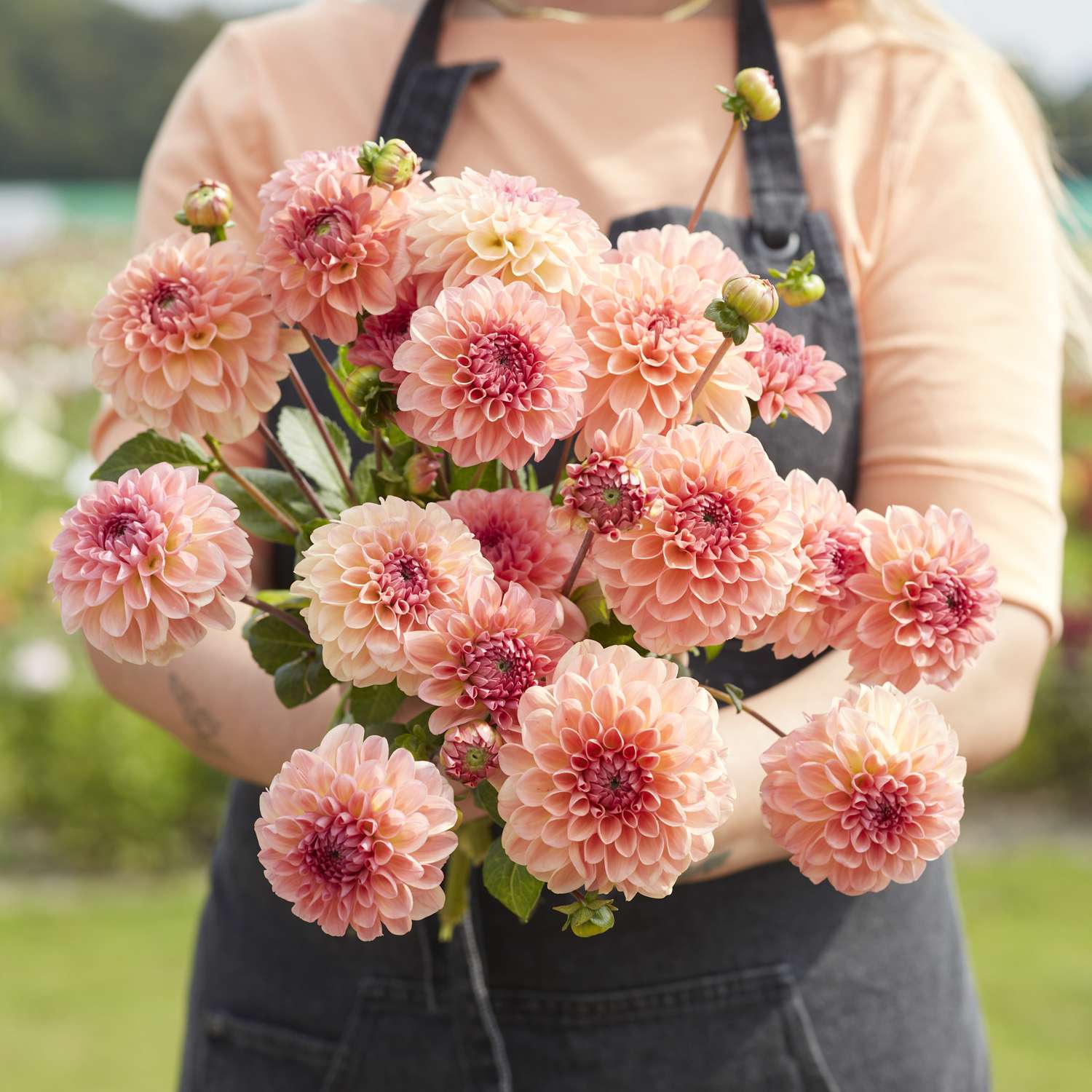 Dahlia 'Sebastian'