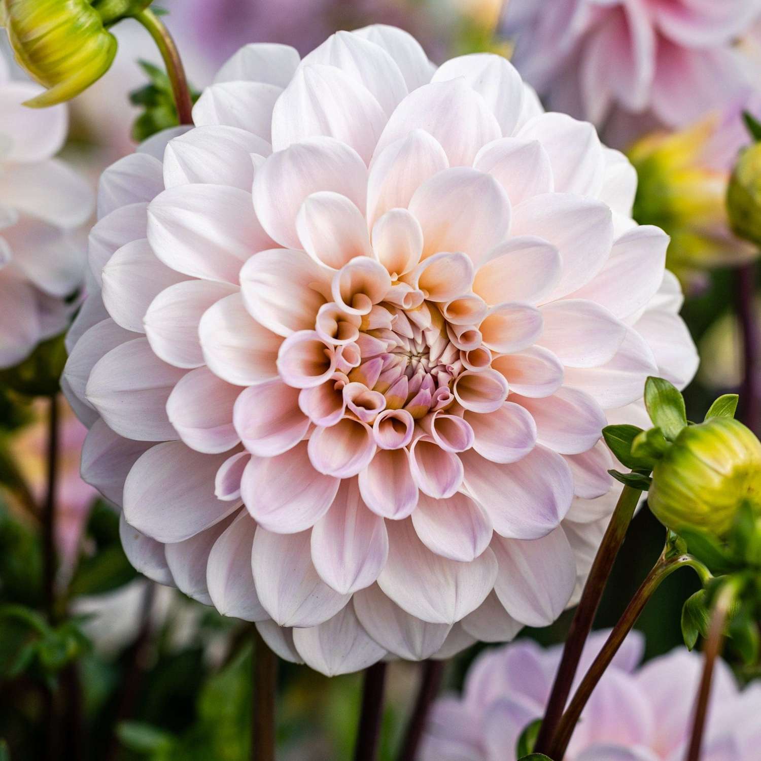 Dahlia 'Sweet Nathalie'