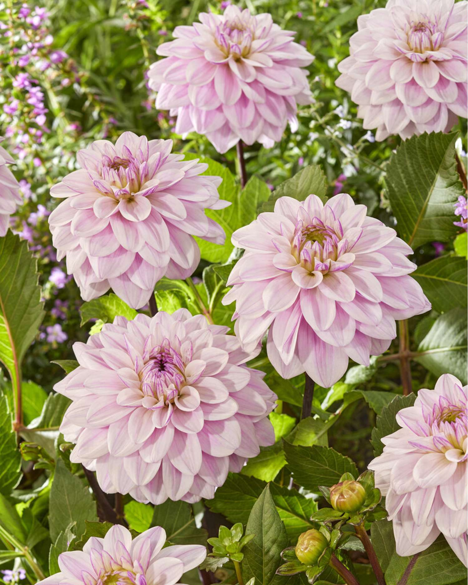 Dahlia 'Sweet Surprise'