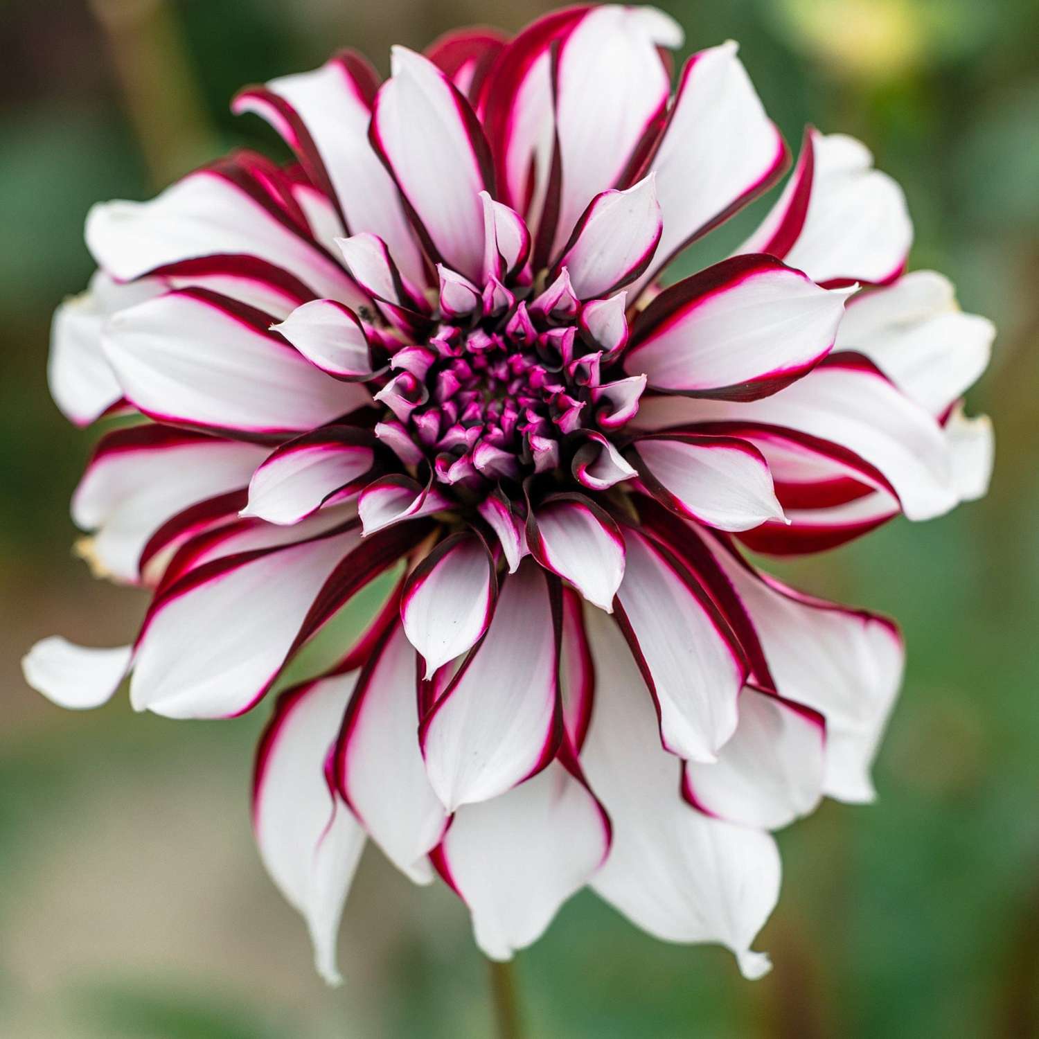 Dahlia 'Tartan'