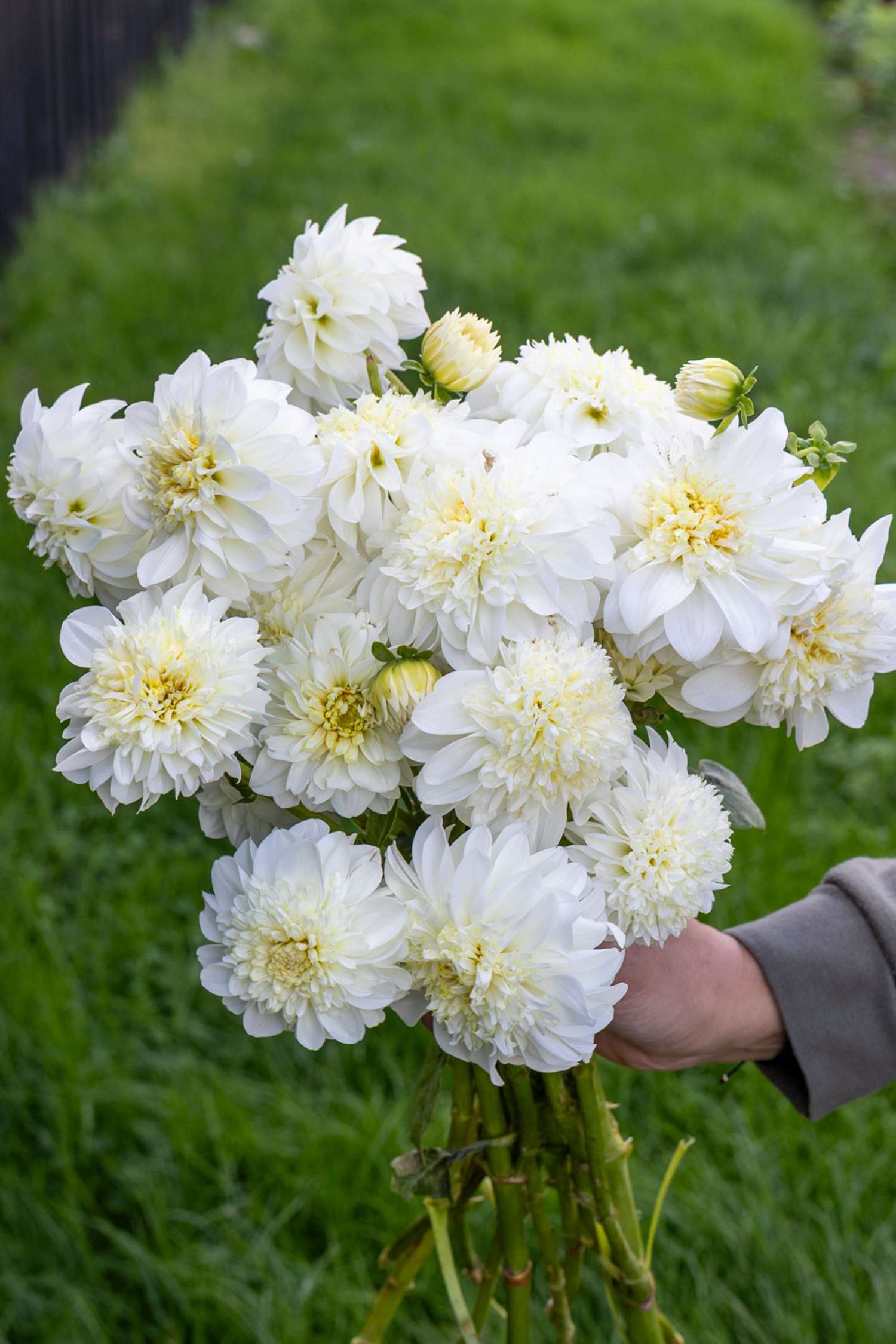 Dahlia 'Zahra'