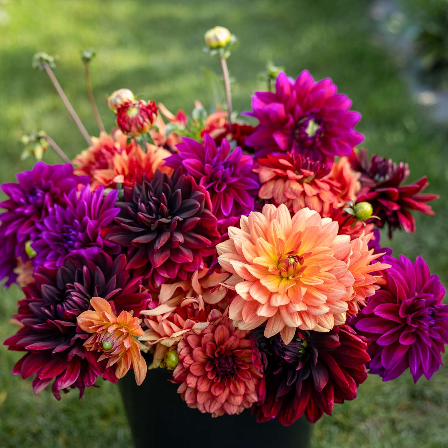 Mélange de dahlias 'Amber'