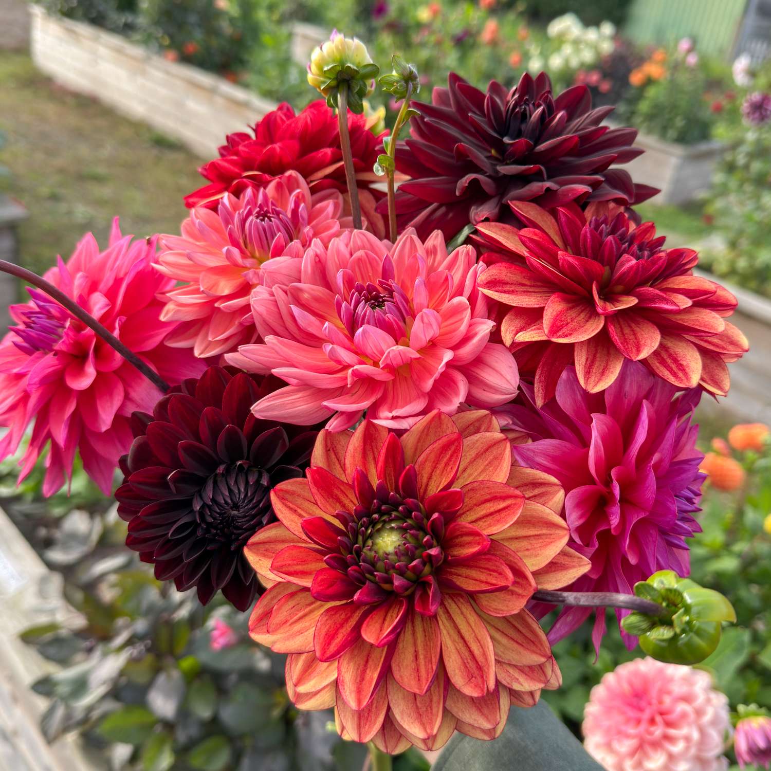 Mélange de dahlias 'Autumn Dreams'