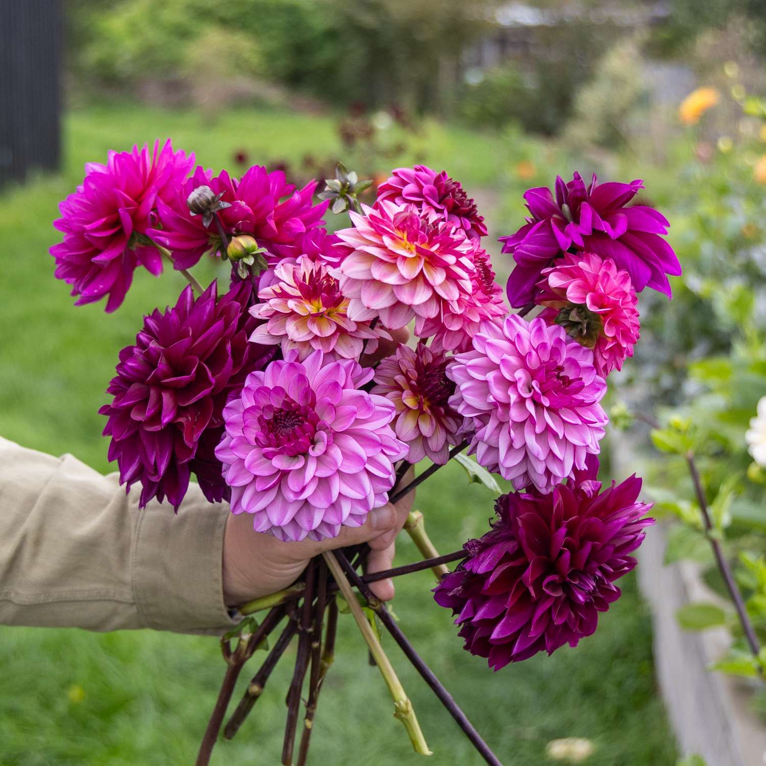 Mélange de dahlias 'Blueberry Muffin'