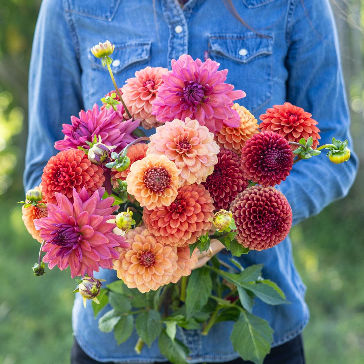 Mélange de dahlias 'Campari'