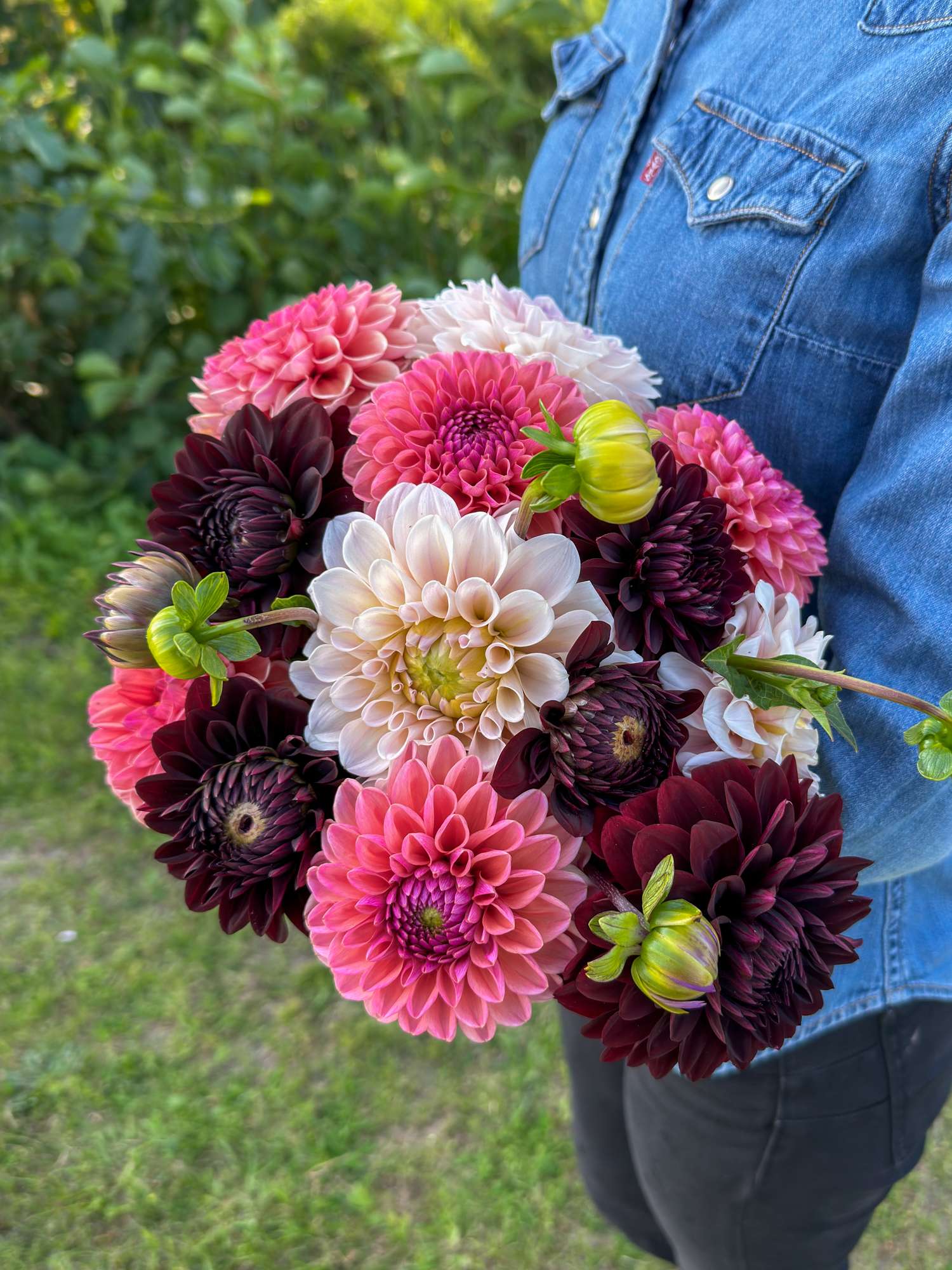 Mélange de dahlias 'Dark Hearth'